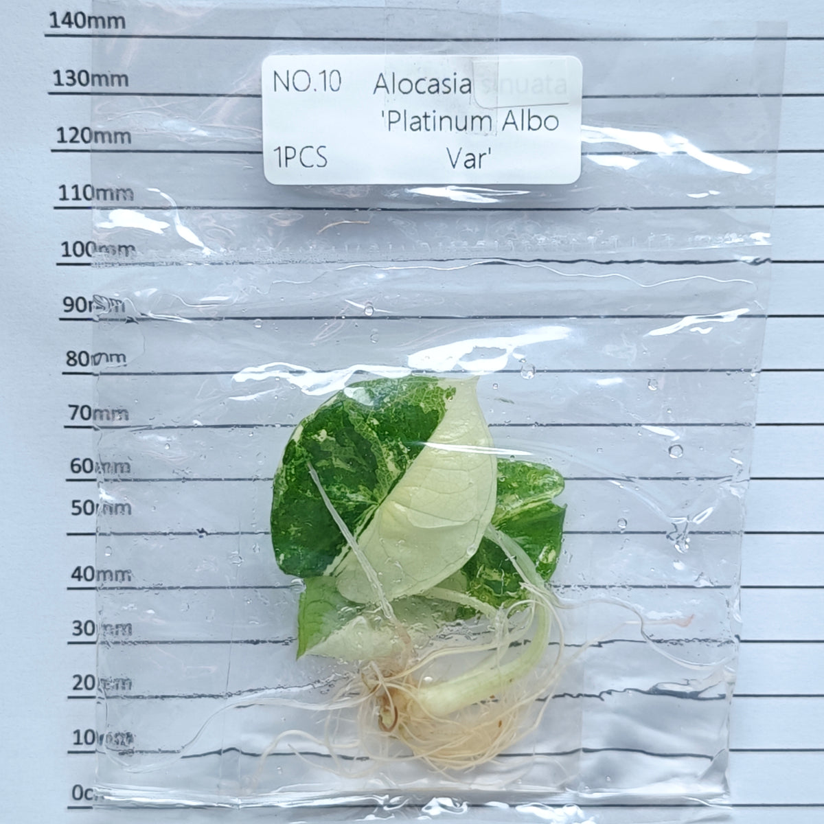 Alocasia Bisma Albo/ Platinum Albo Variegated (1plant/bag) - Tissue culture