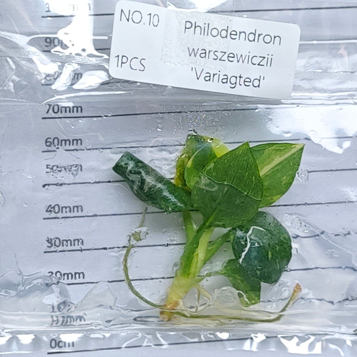 Philodendron warscewiczii variegated (1plant/bag) - Tissue culture