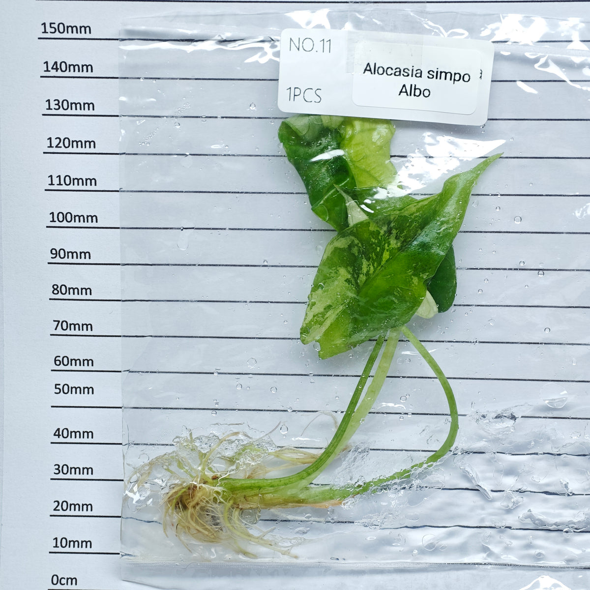 Alocasia Simpo Albo Variegated (1plant/bag) - Tissue culture