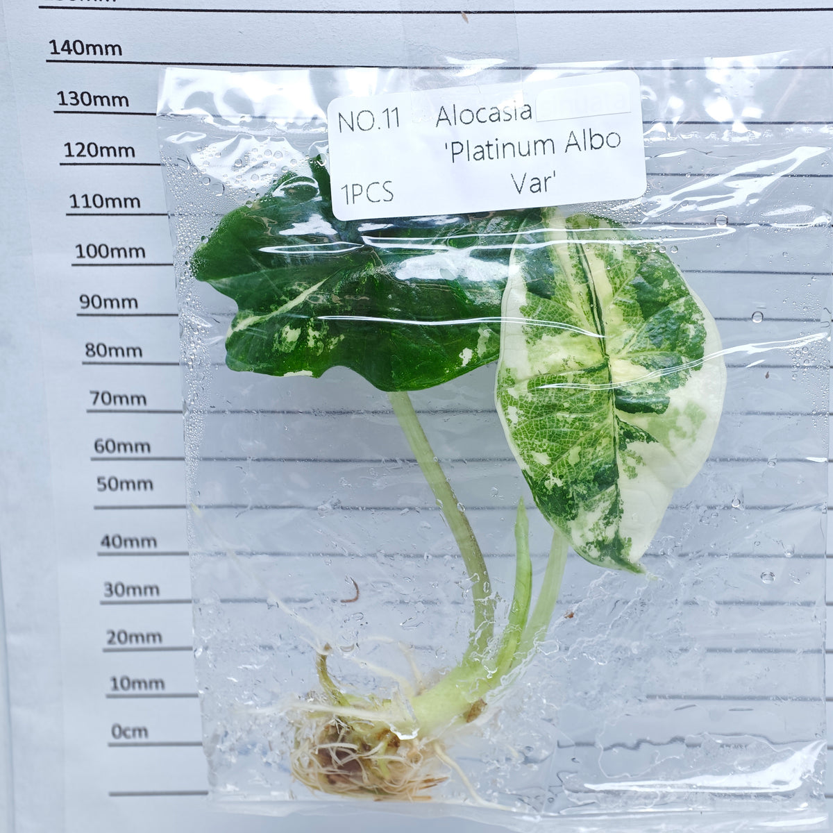 Alocasia Bisma Albo/ Platinum Albo Variegated (1plant/bag) - Tissue culture