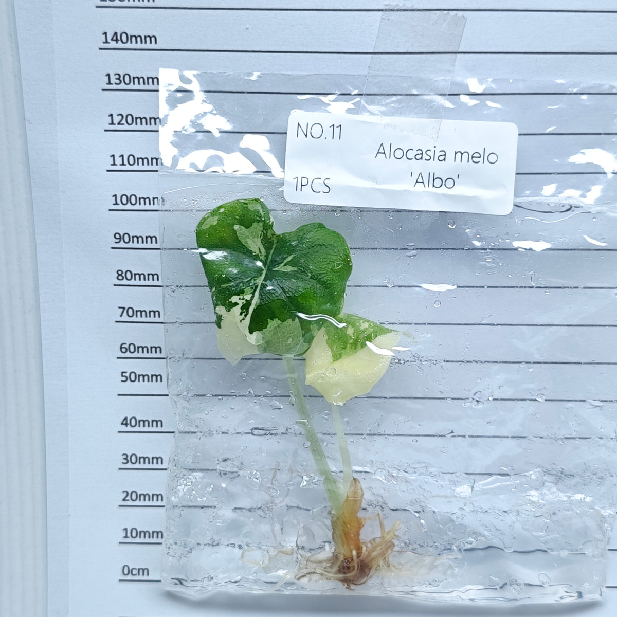 Alocasia melo Albo Variegated (1plant/bag) - Tissue culture