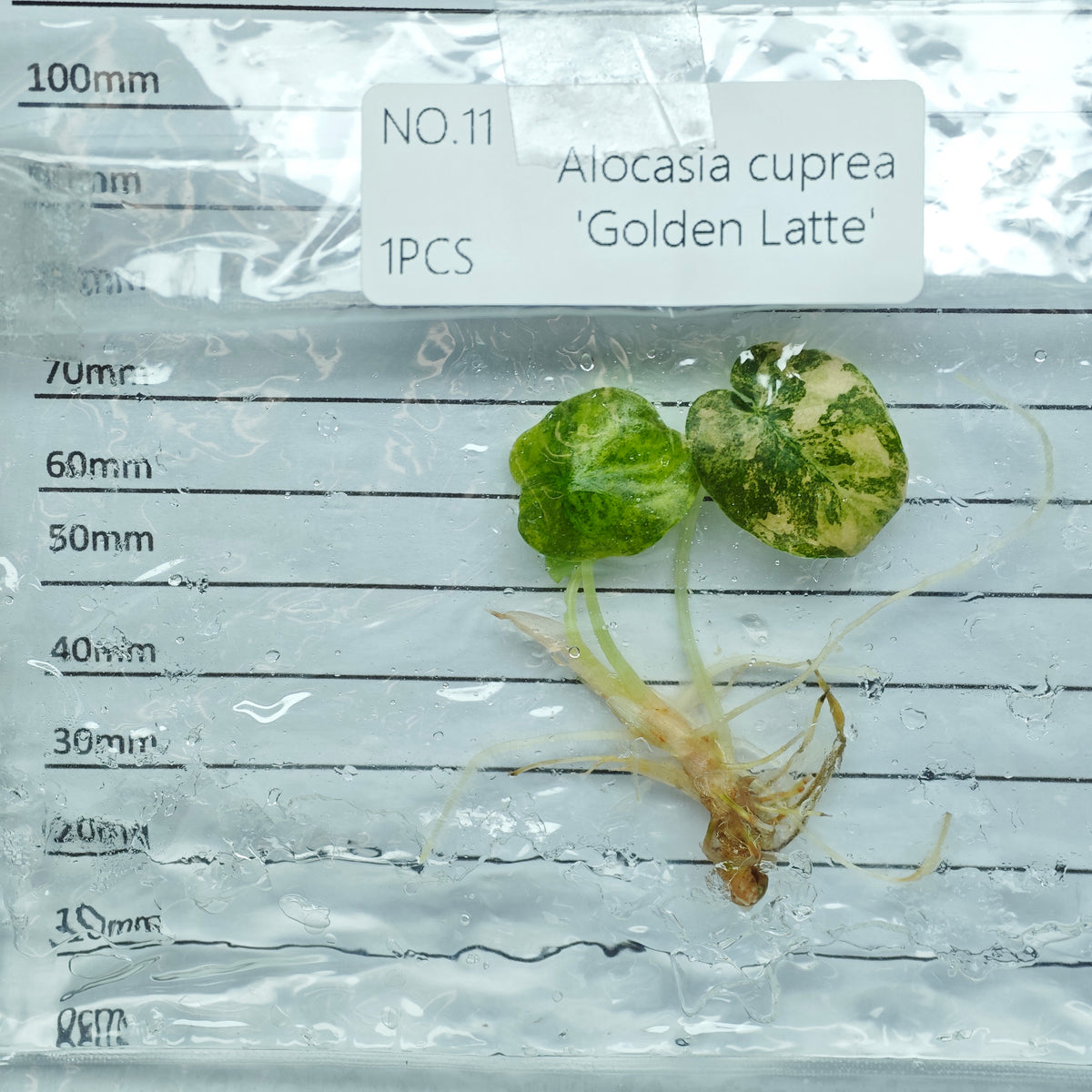 Alocasia cuprea Golden latte Variegated (1plant/bag) - Tissue culture