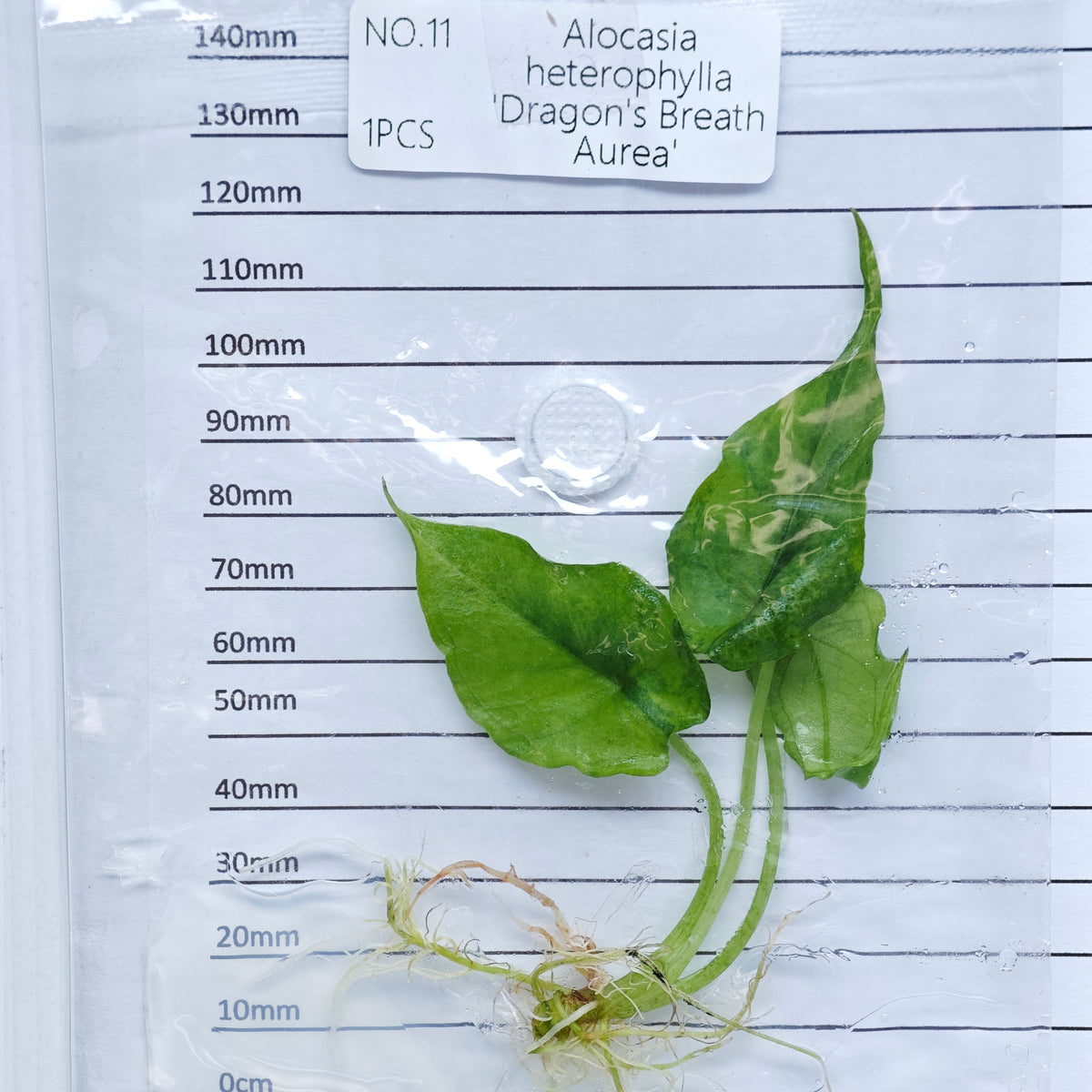 Alocasia heterophylla Dragon’s Breath Aurea Variegated (1plant/bag) - Tissue culture