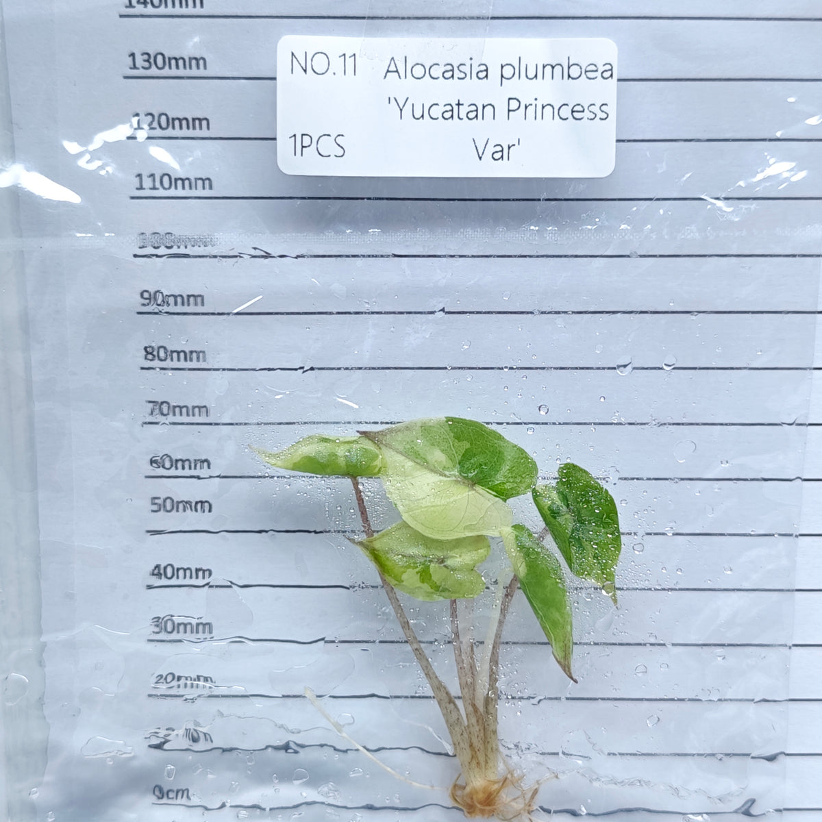 Alocasia Yucatan Princess Pink Variegated (1plant/bag) - Tissue culture