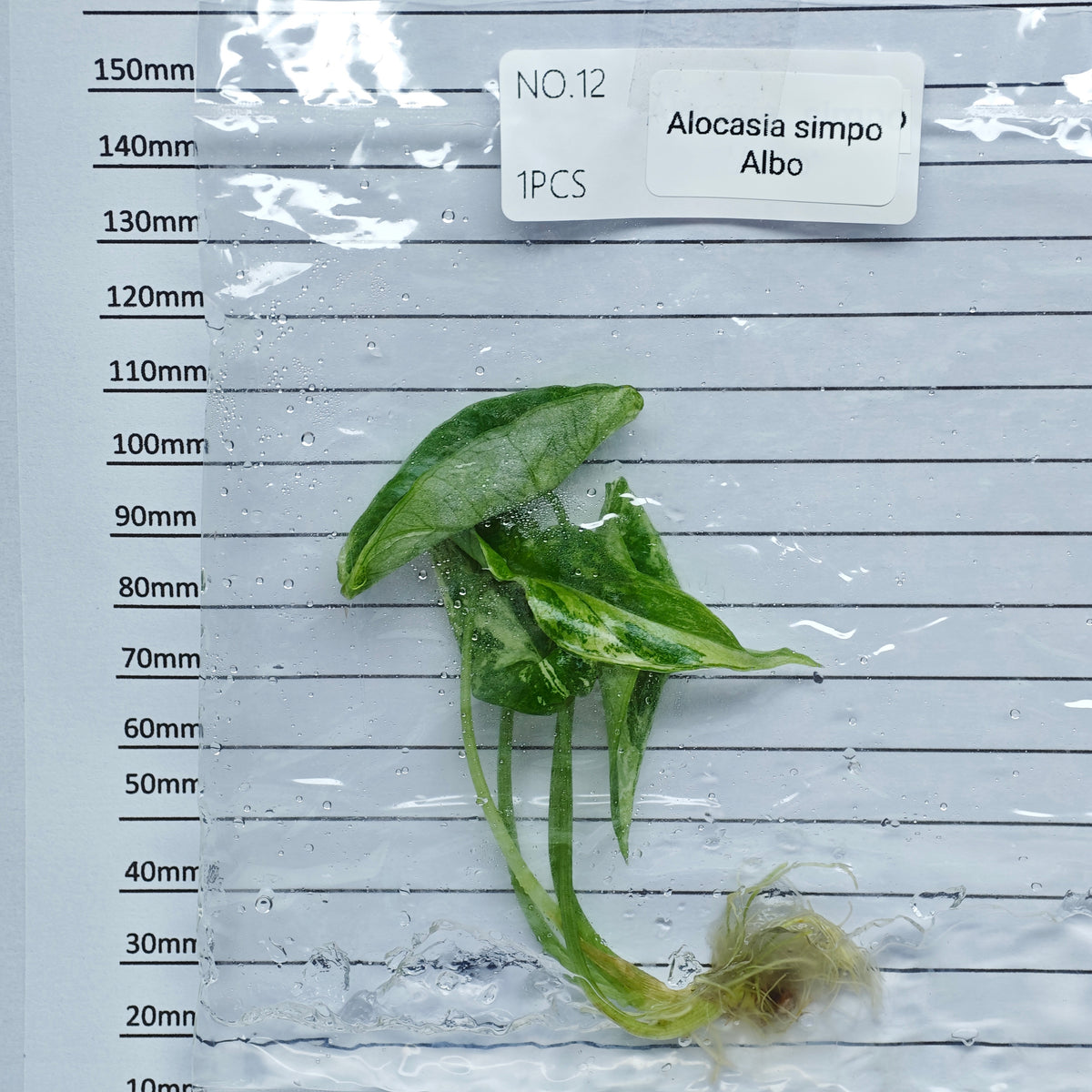 Alocasia Simpo Albo Variegated (1plant/bag) - Tissue culture