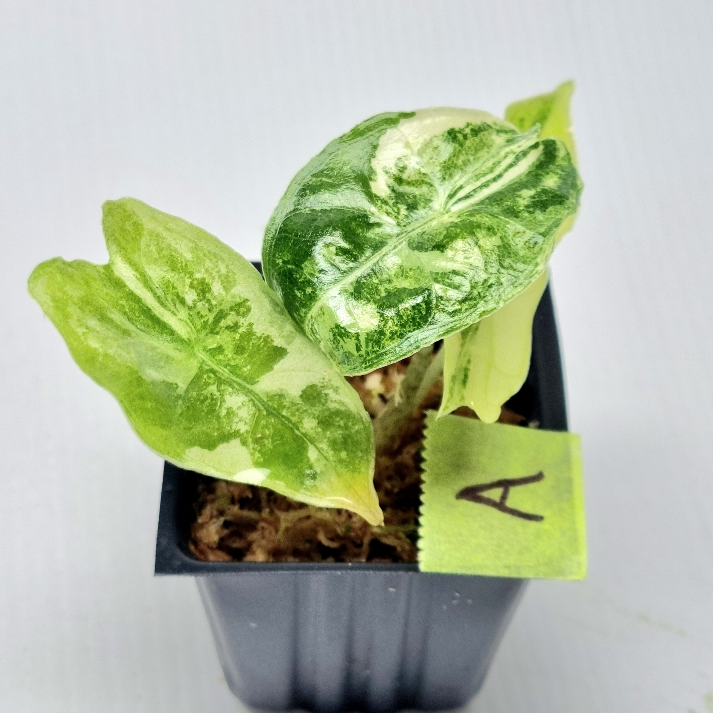 Alocasia longiloba sp Borneo Albo Variegated Narrow