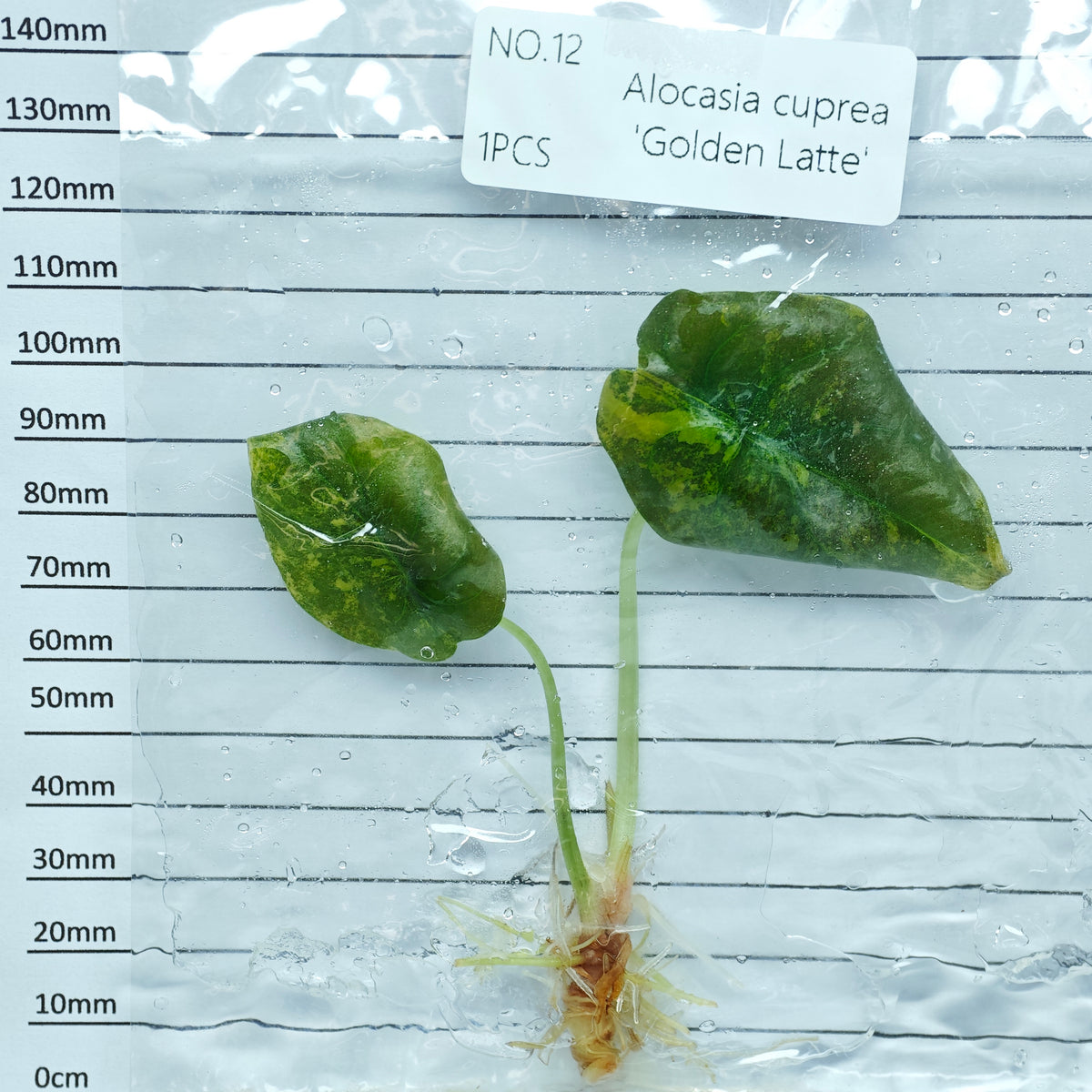 Alocasia cuprea Golden latte Variegated (1plant/bag) - Tissue culture
