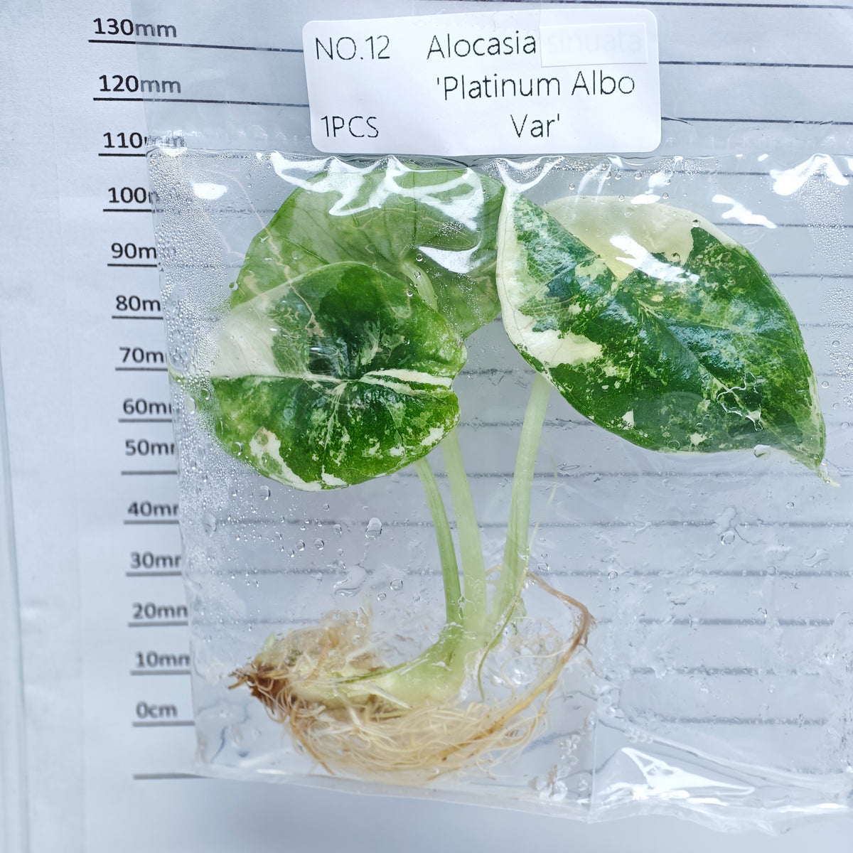 Alocasia Bisma Albo/ Platinum Albo Variegated (1plant/bag) - Tissue culture