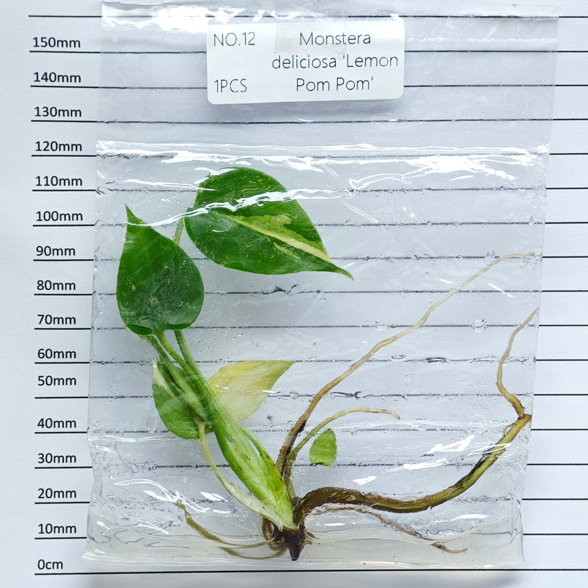 Monstera Lemon Pompom (1plant/bag) - Tissue culture