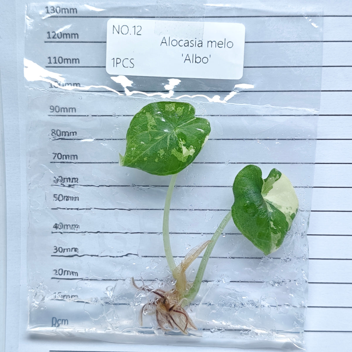 Alocasia melo Albo Variegated (1plant/bag) - Tissue culture