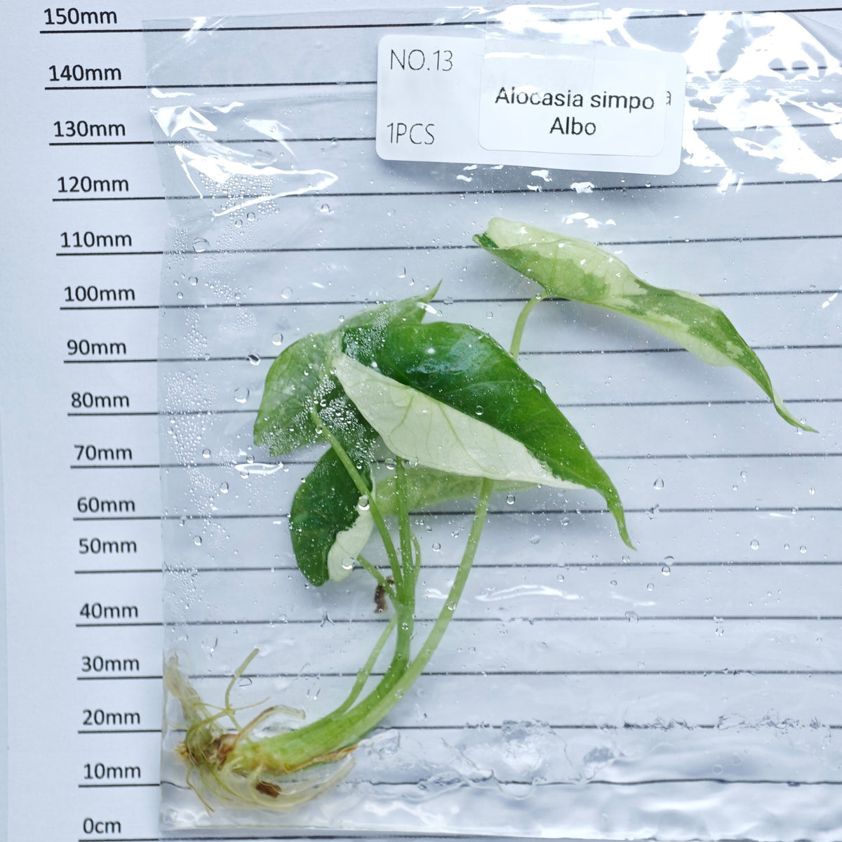 Alocasia Simpo Albo Variegated (1plant/bag) - Tissue culture
