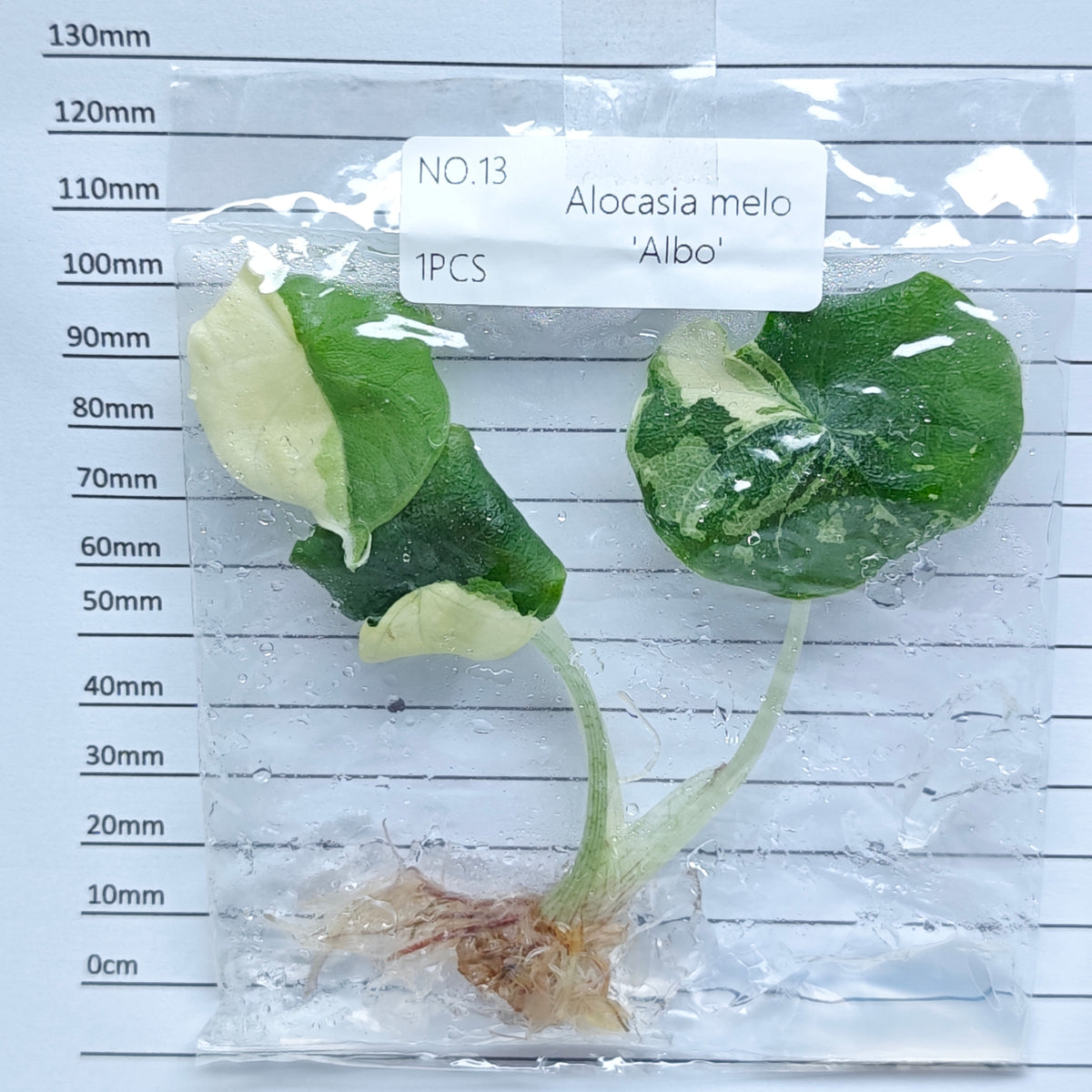 Alocasia melo Albo Variegated (1plant/bag) - Tissue culture