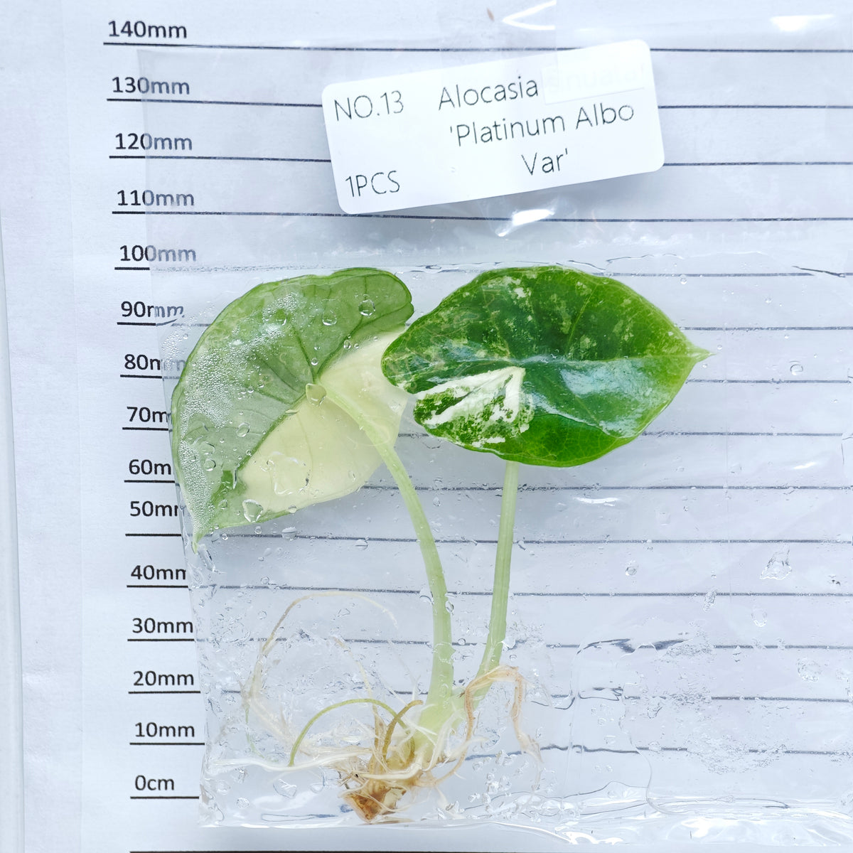 Alocasia Bisma Albo/ Platinum Albo Variegated (1plant/bag) - Tissue culture