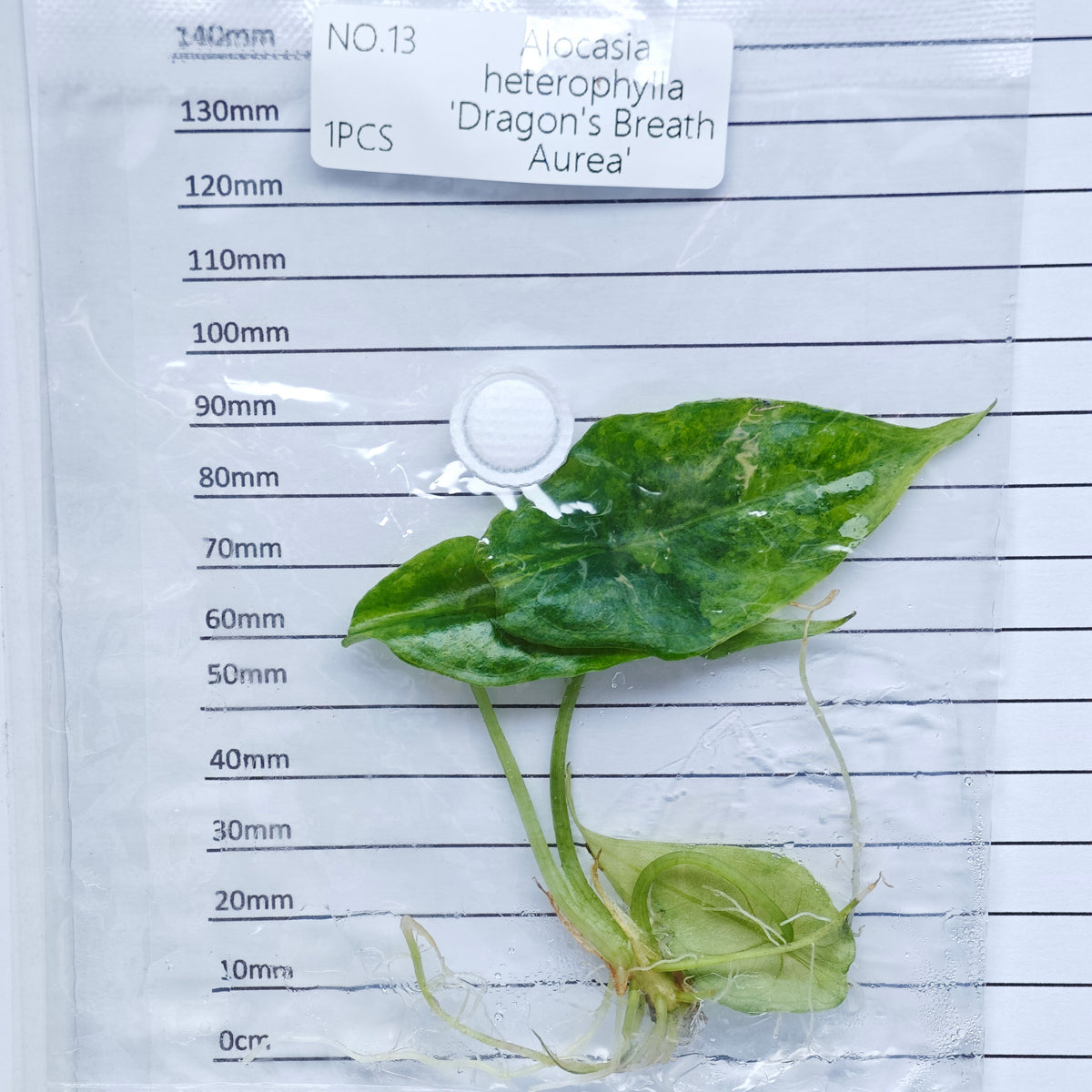 Alocasia heterophylla Dragon’s Breath Aurea Variegated (1plant/bag) - Tissue culture