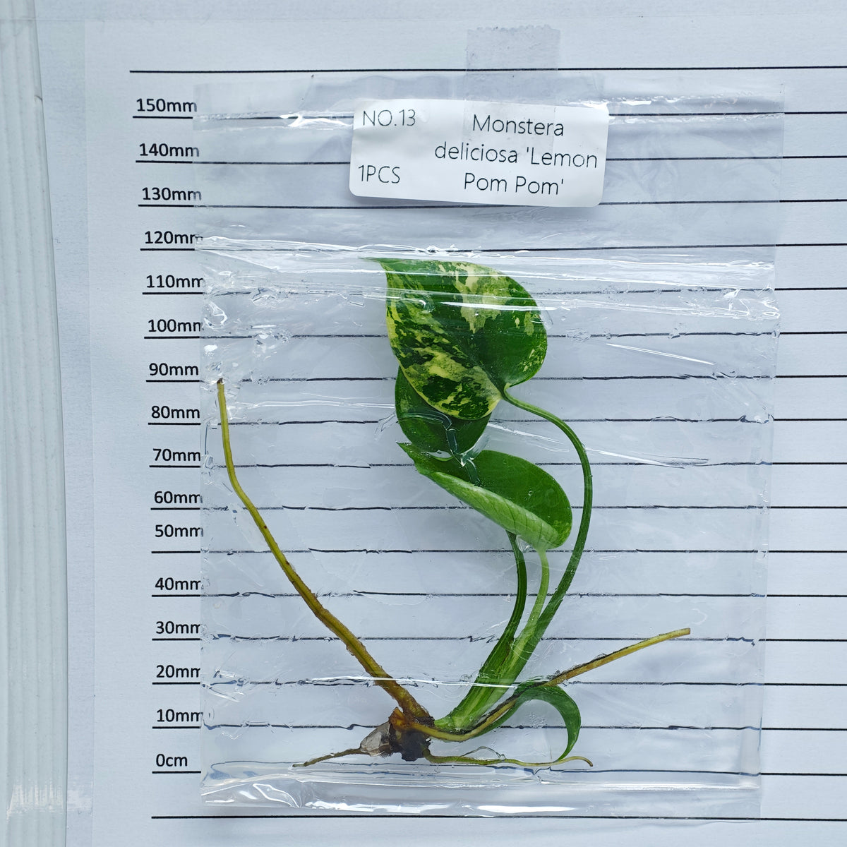 Monstera Lemon Pompom (1plant/bag) - Tissue culture