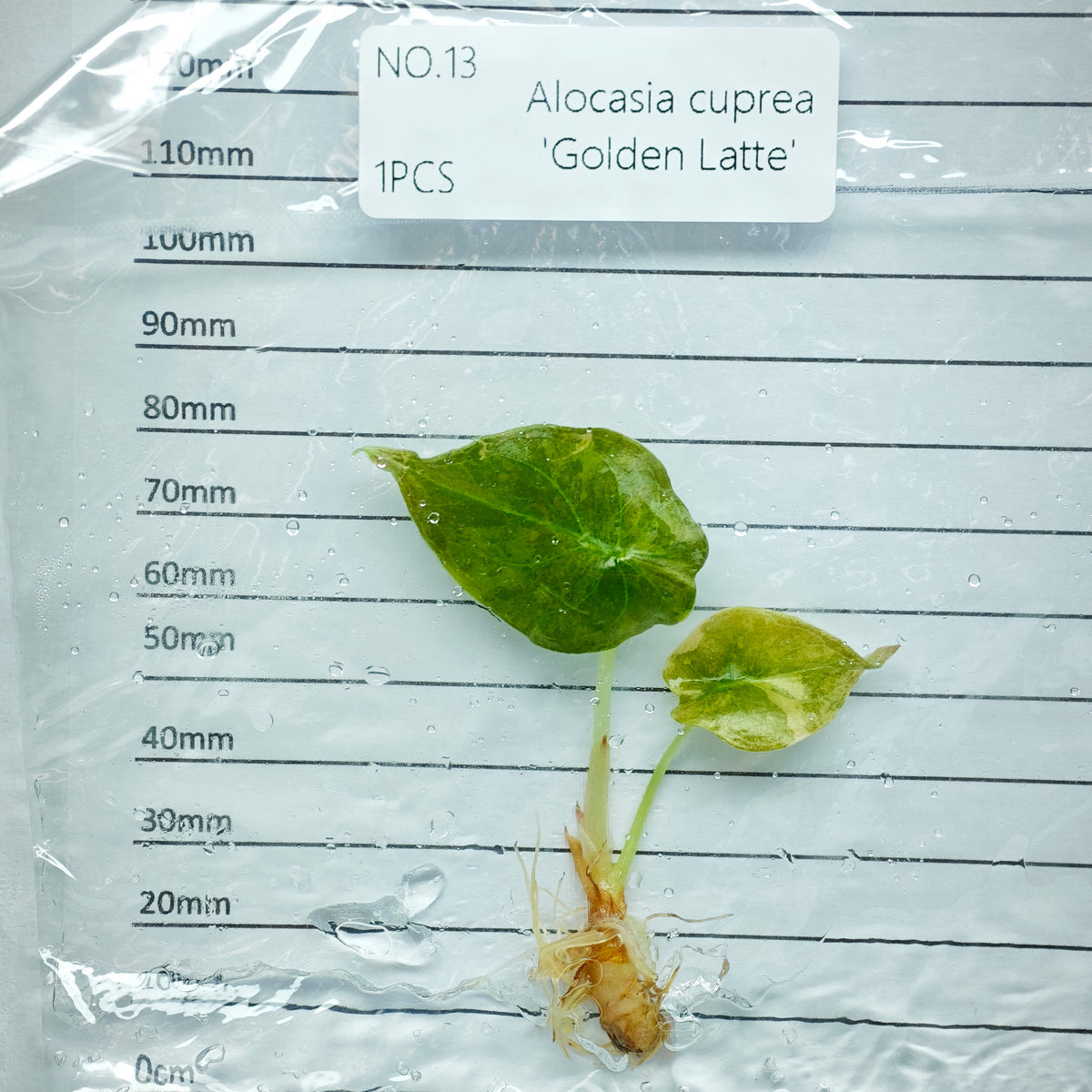 Alocasia cuprea Golden latte Variegated (1plant/bag) - Tissue culture