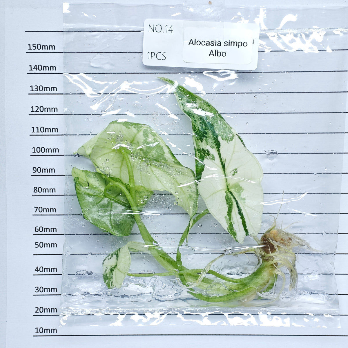 Alocasia Simpo Albo Variegated (1plant/bag) - Tissue culture
