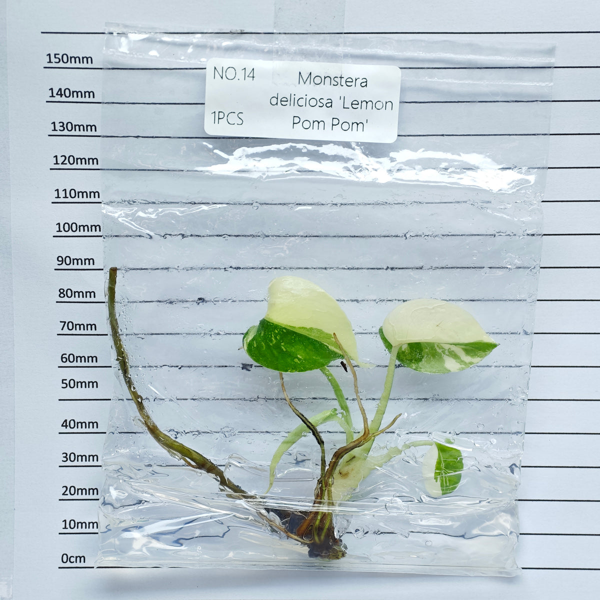 Monstera Lemon Pompom (1plant/bag) - Tissue culture