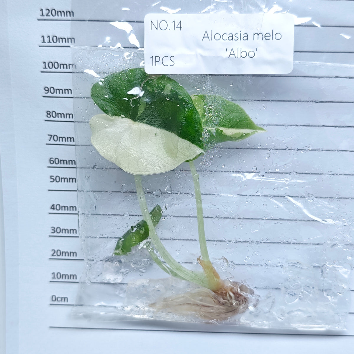Alocasia melo Albo Variegated (1plant/bag) - Tissue culture