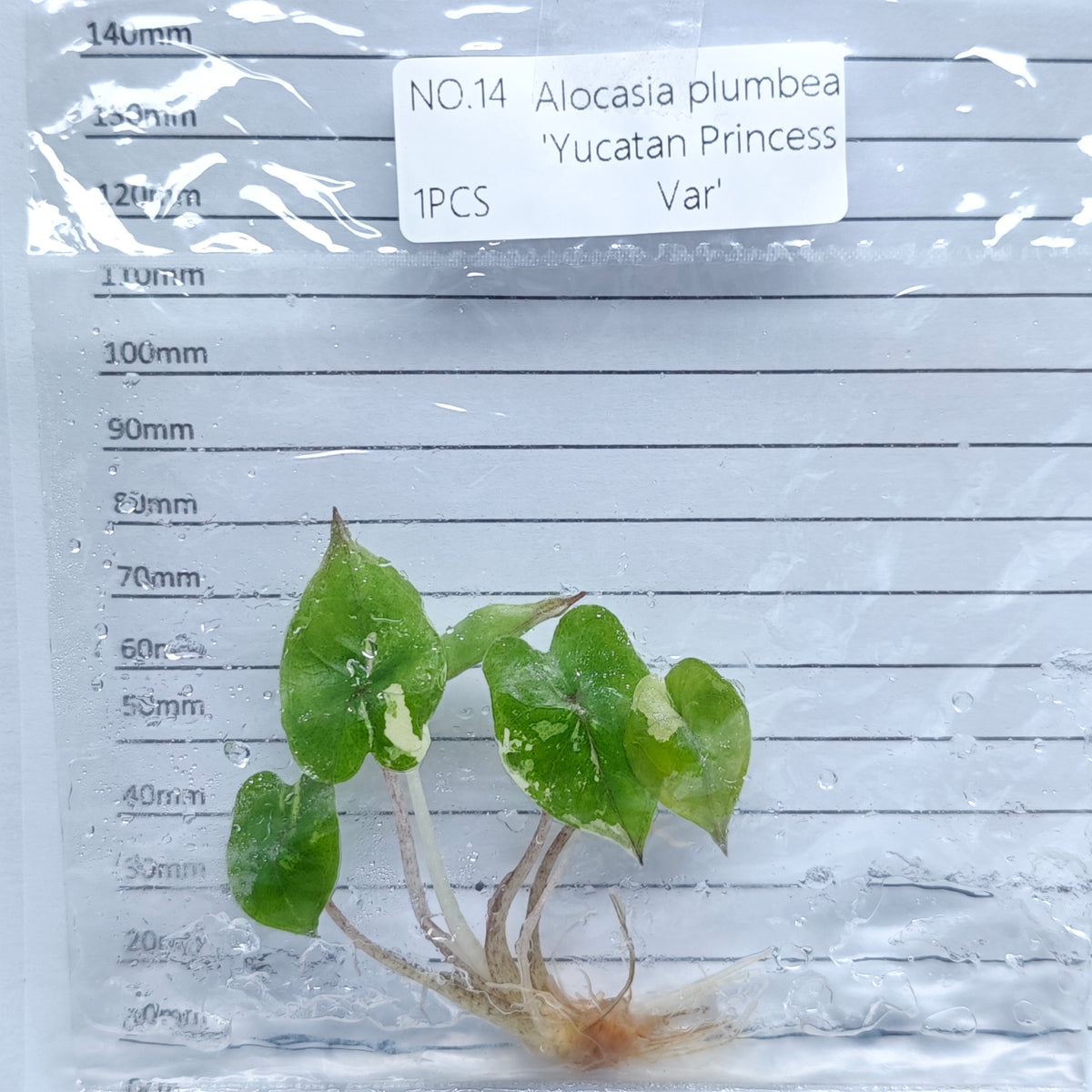 Alocasia Yucatan Princess Pink Variegated (1plant/bag) - Tissue culture