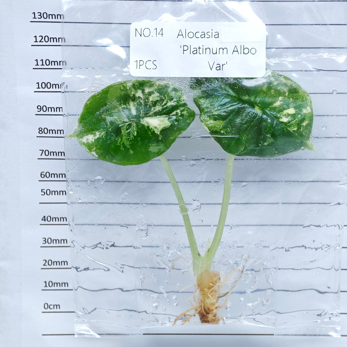 Alocasia Bisma Albo/ Platinum Albo Variegated (1plant/bag) - Tissue culture