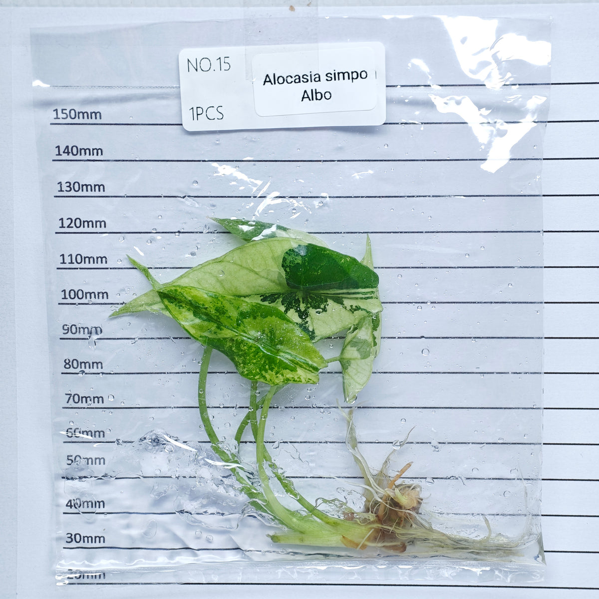 Alocasia Simpo Albo Variegated (1plant/bag) - Tissue culture