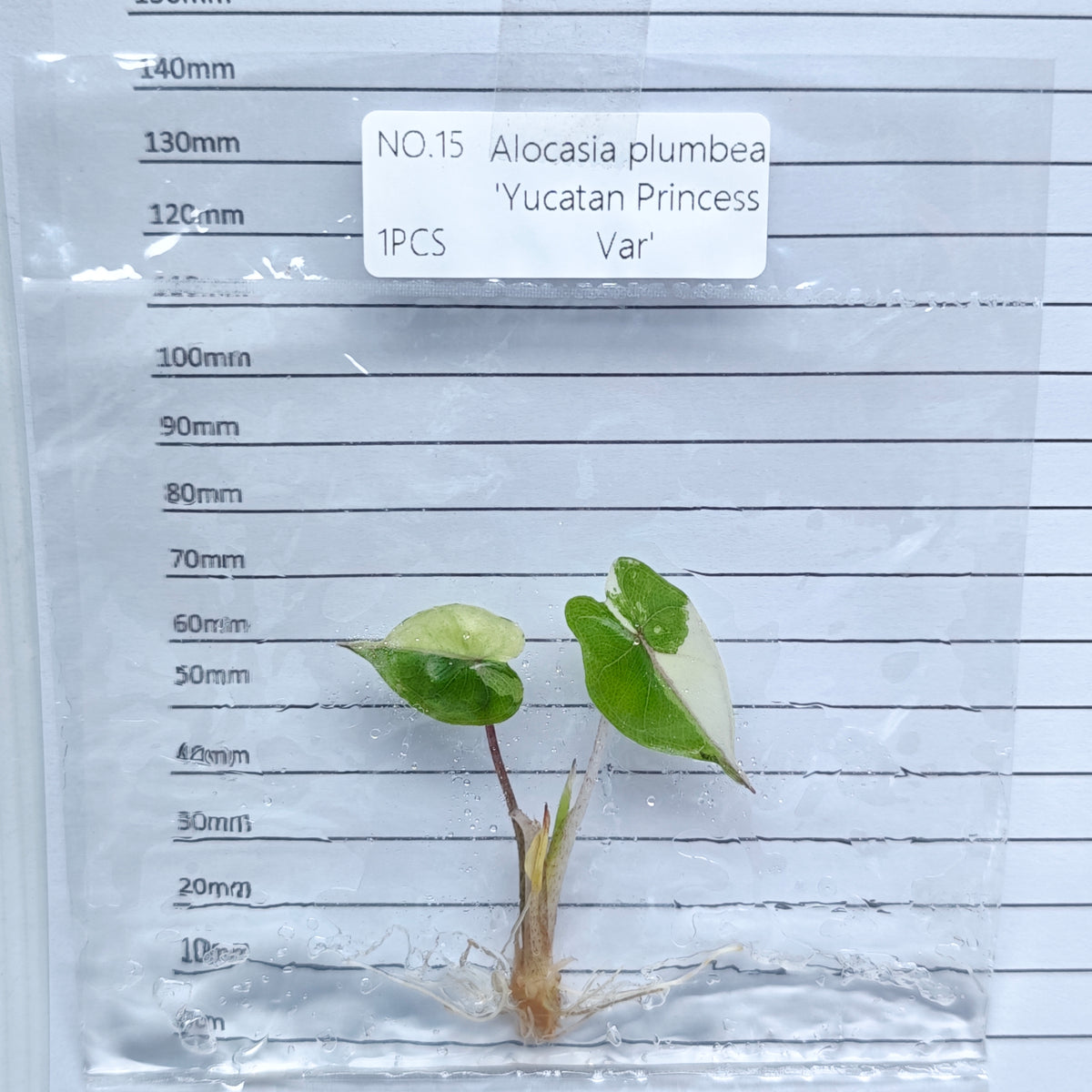 Alocasia Yucatan Princess Pink Variegated (1plant/bag) - Tissue culture