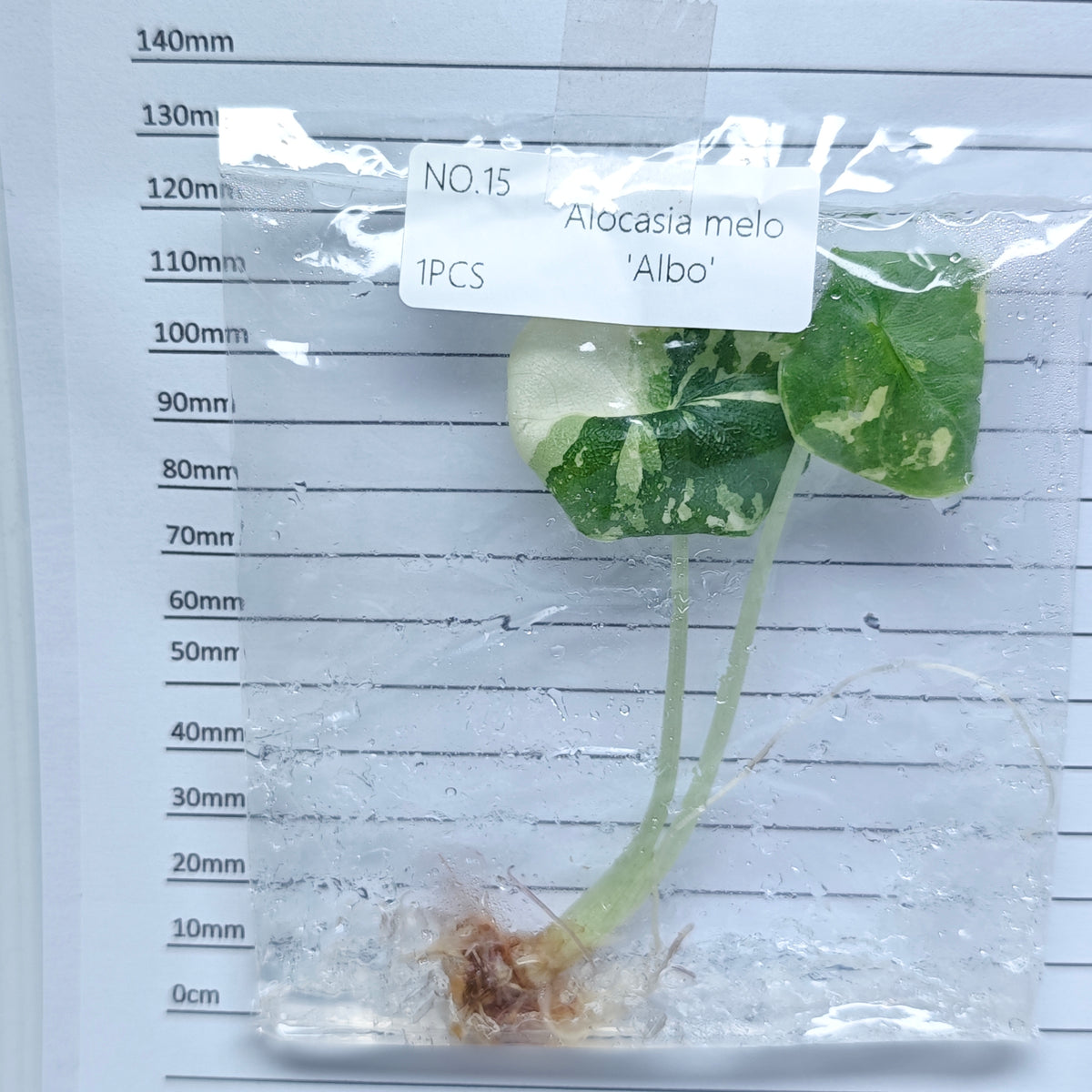 Alocasia melo Albo Variegated (1plant/bag) - Tissue culture