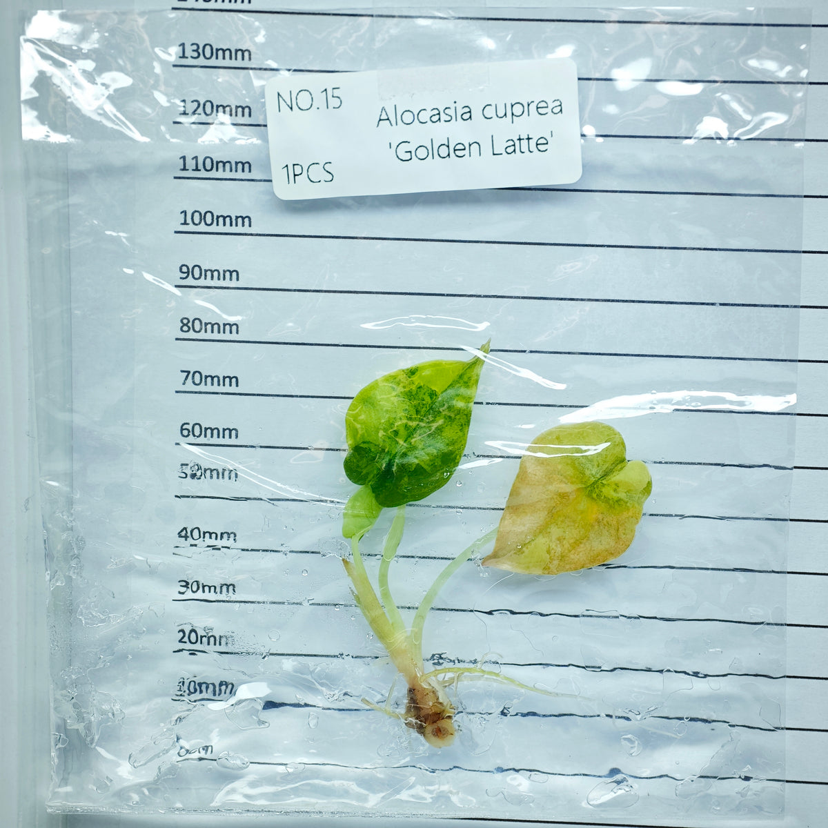 Alocasia cuprea Golden latte Variegated (1plant/bag) - Tissue culture
