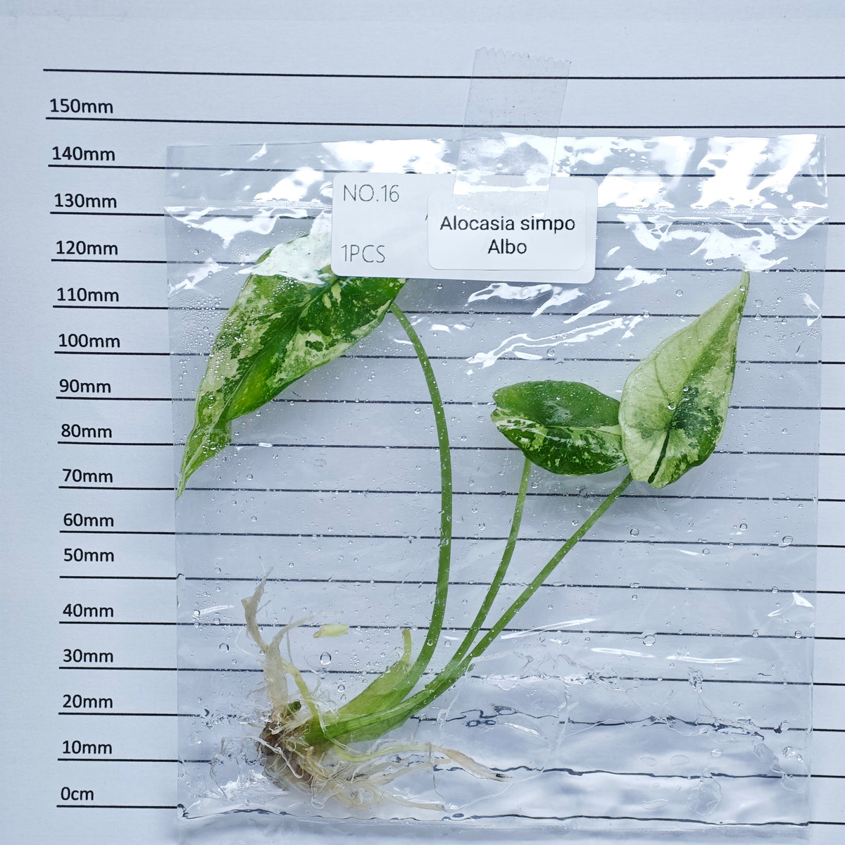 Alocasia Simpo Albo Variegated (1plant/bag) - Tissue culture