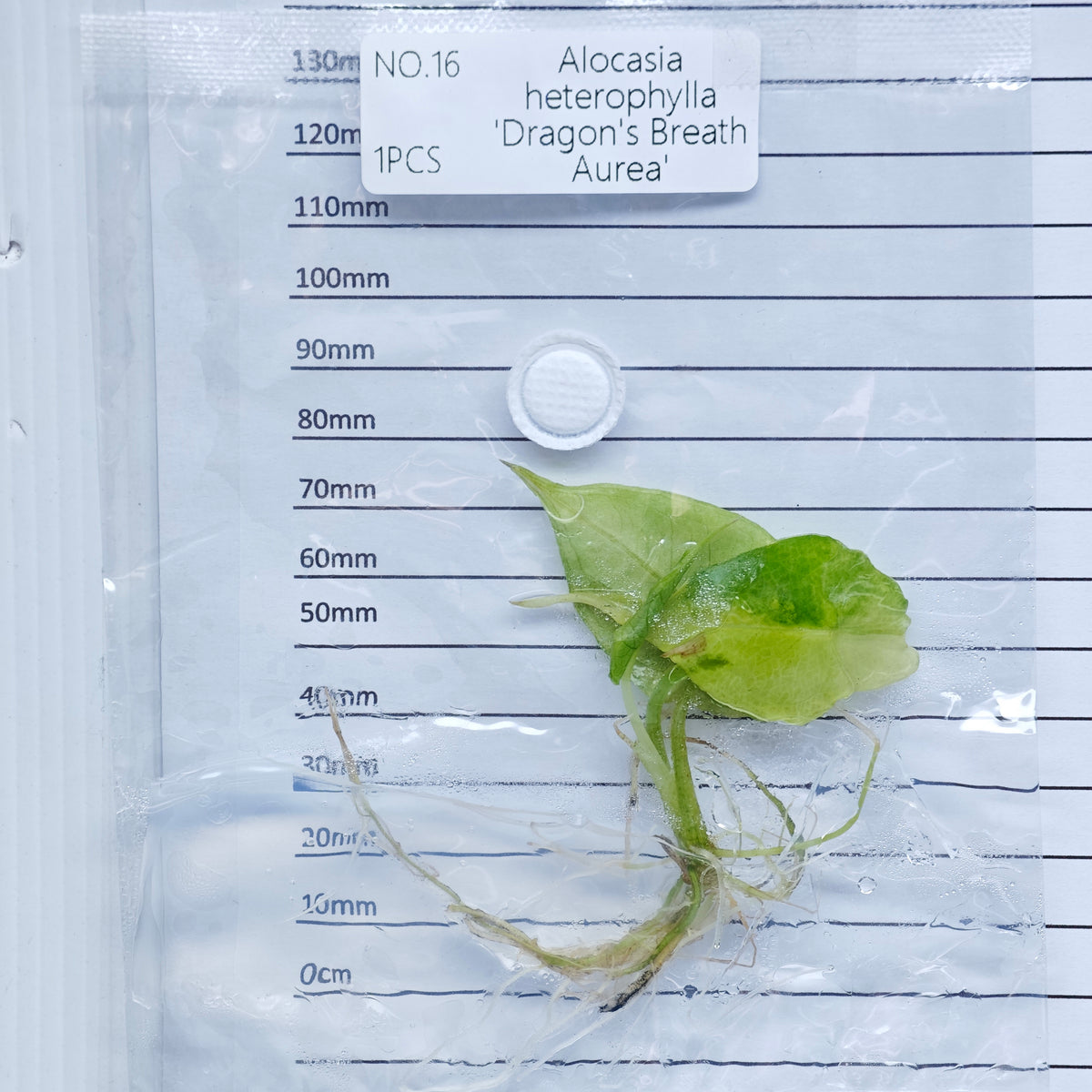 Alocasia heterophylla Dragon’s Breath Aurea Variegated (1plant/bag) - Tissue culture