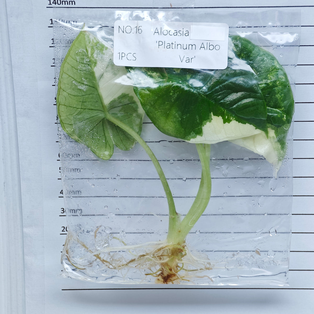Alocasia Bisma Albo/ Platinum Albo Variegated (1plant/bag) - Tissue culture