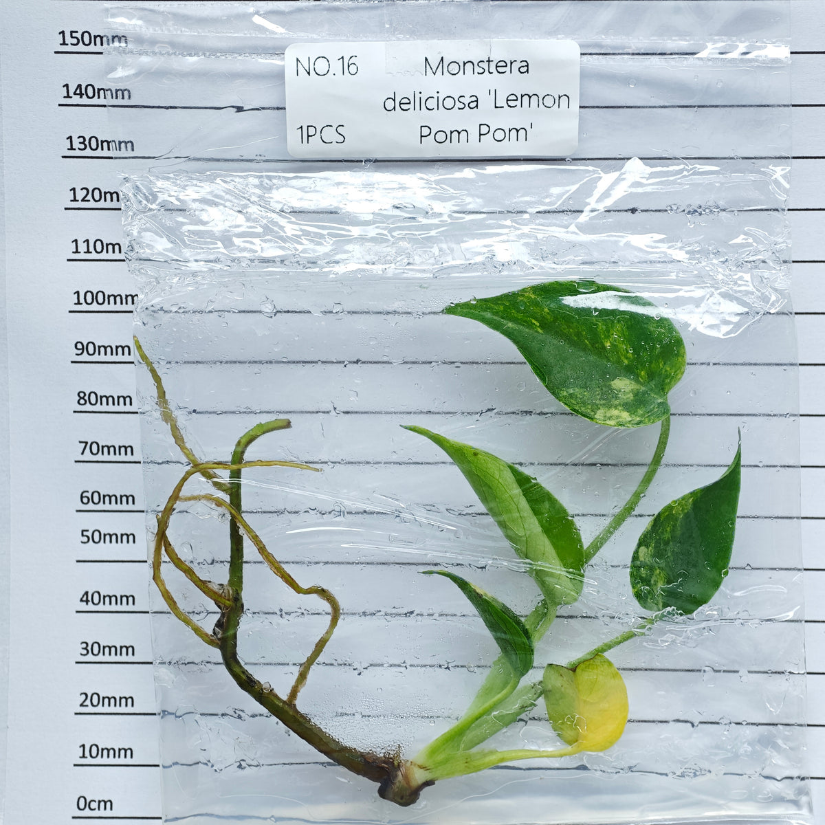 Monstera Lemon Pompom (1plant/bag) - Tissue culture
