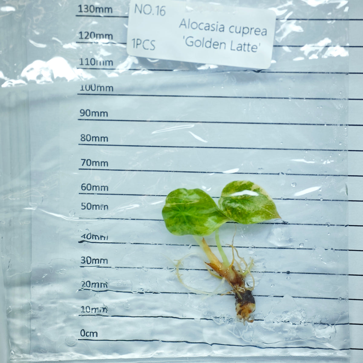 Alocasia cuprea Golden latte Variegated (1plant/bag) - Tissue culture