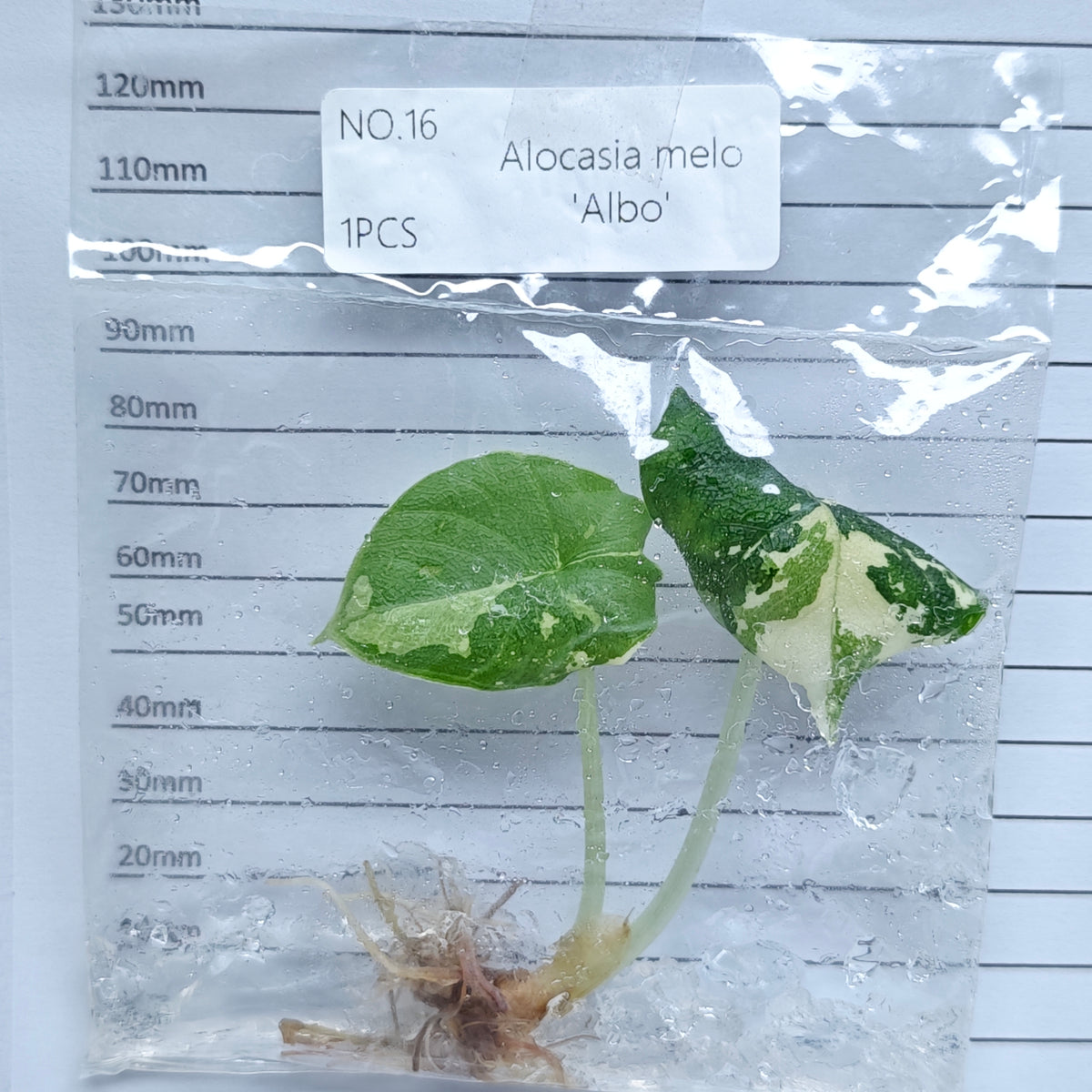 Alocasia melo Albo Variegated (1plant/bag) - Tissue culture