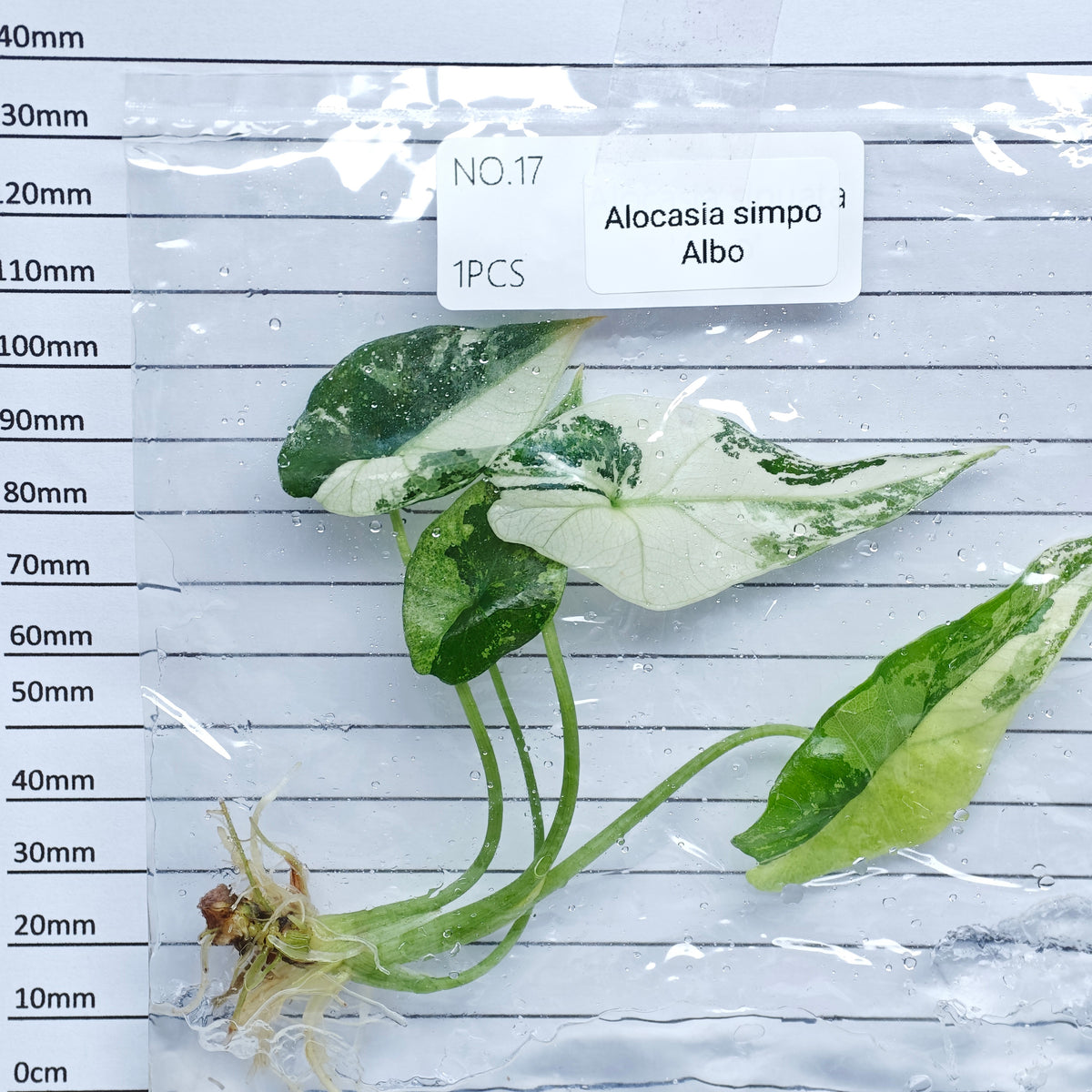 Alocasia Simpo Albo Variegated (1plant/bag) - Tissue culture