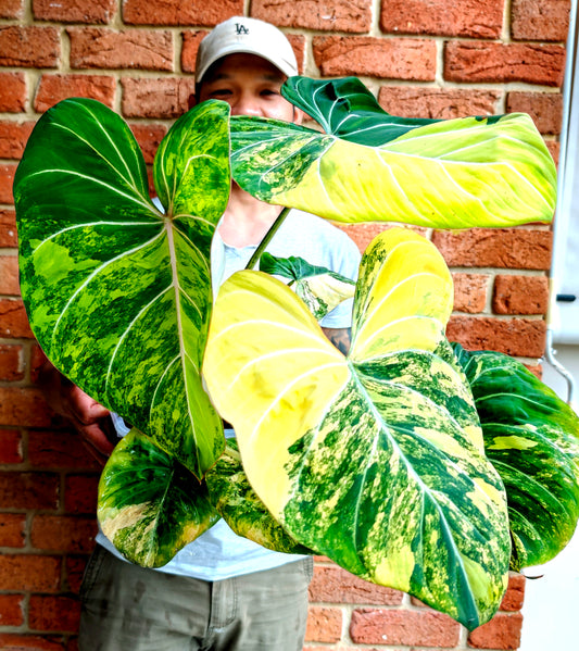 Philodendron gloriosum Aurea Variegated