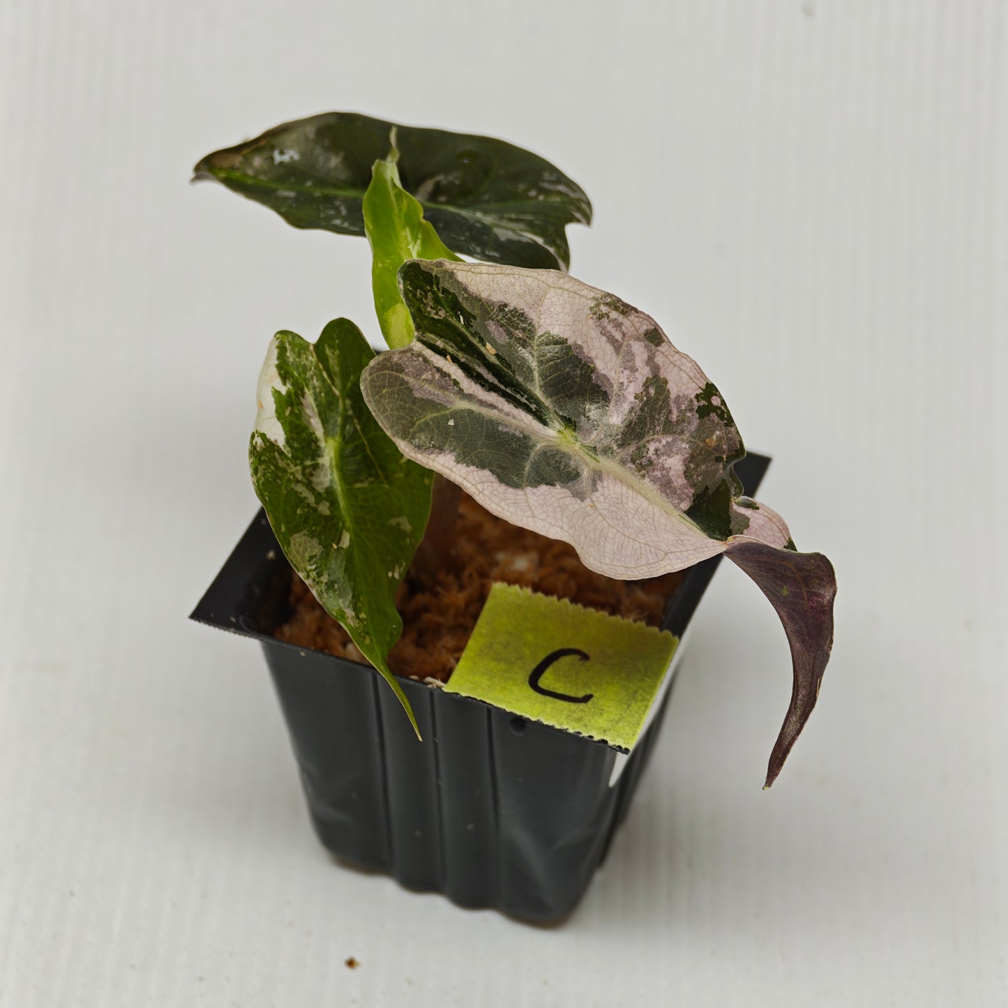 Alocasia Venom Pink Variegated
