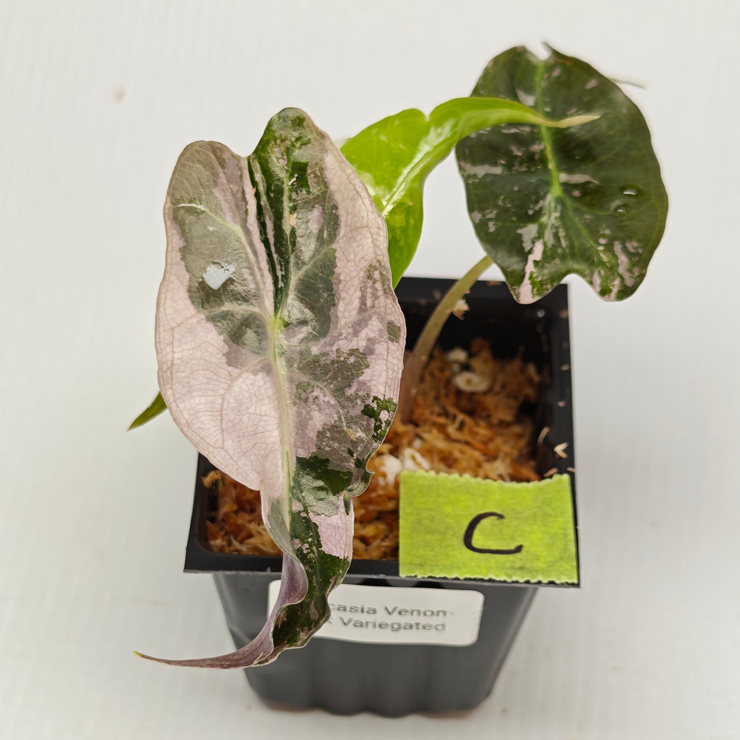 Alocasia Venom Pink Variegated