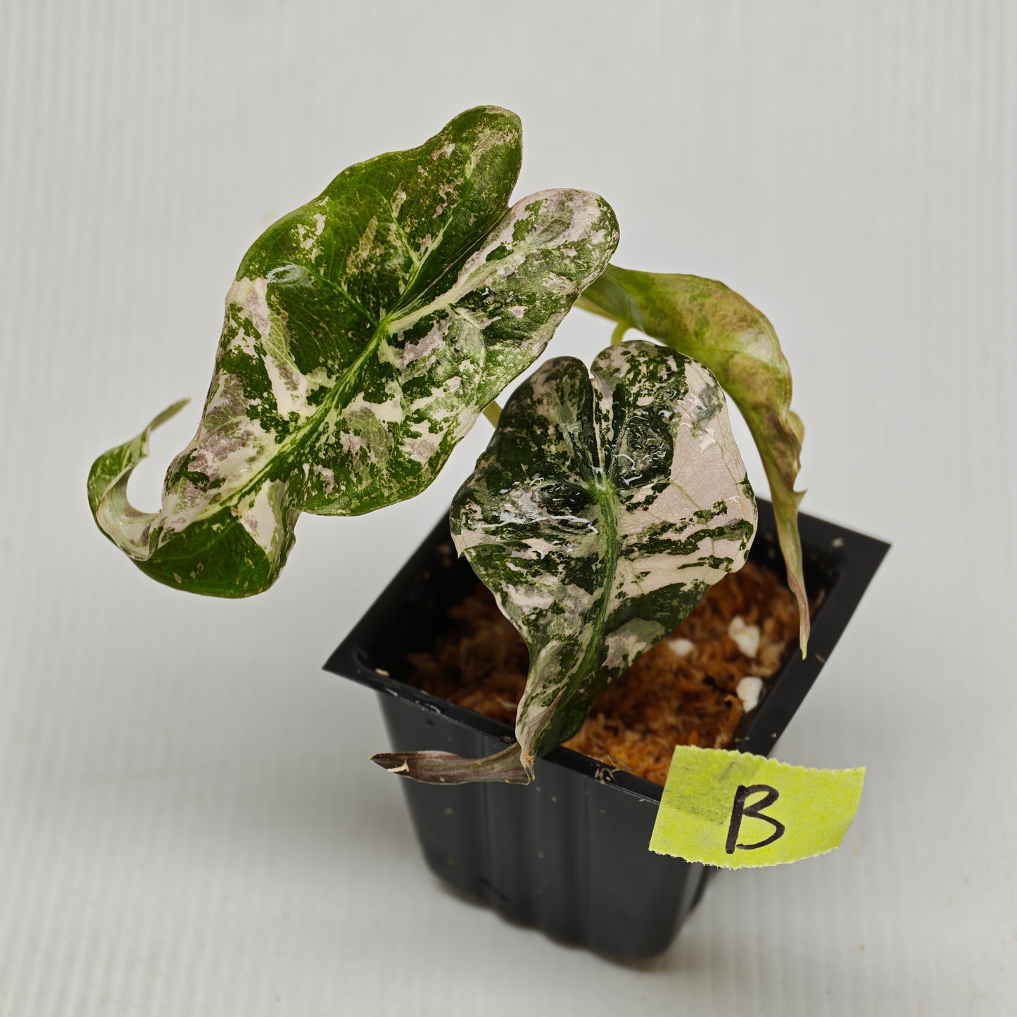 Alocasia Venom Pink Variegated