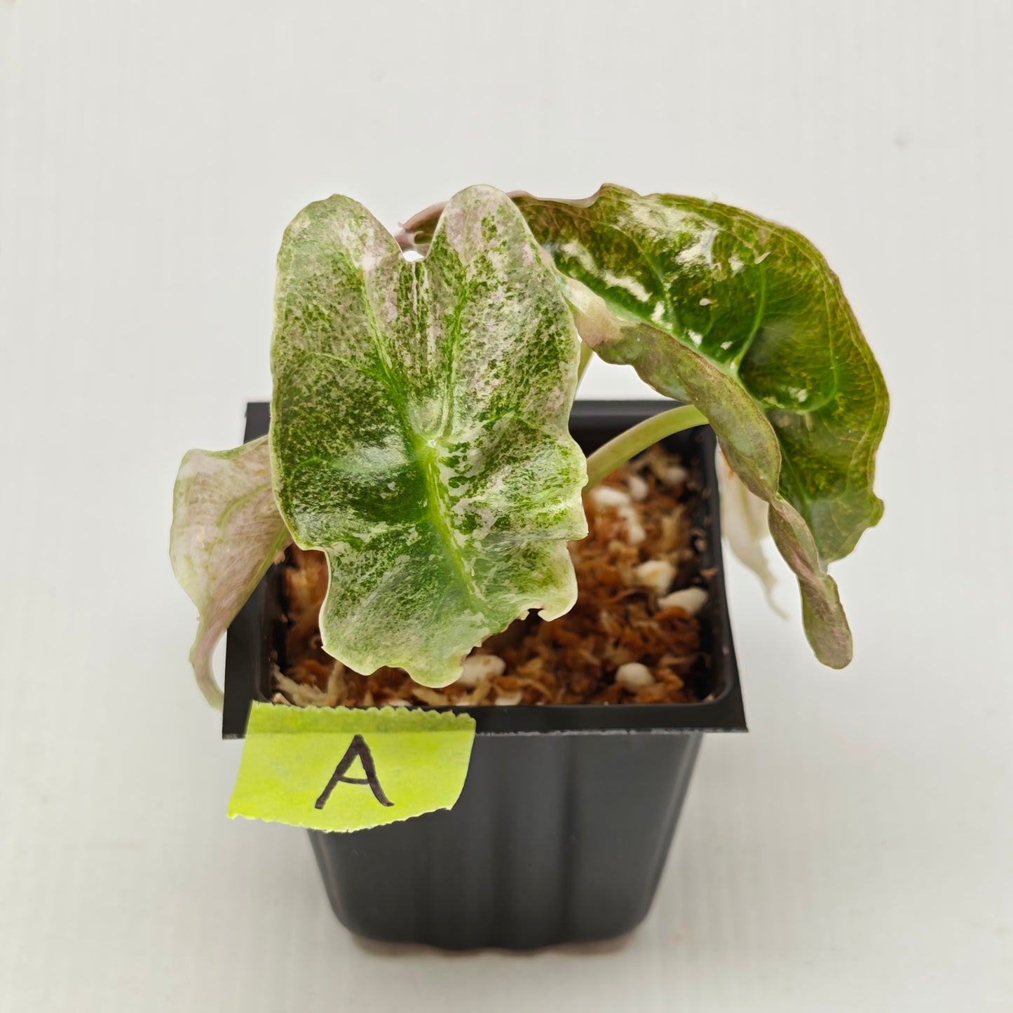 Alocasia Venom Pink Variegated