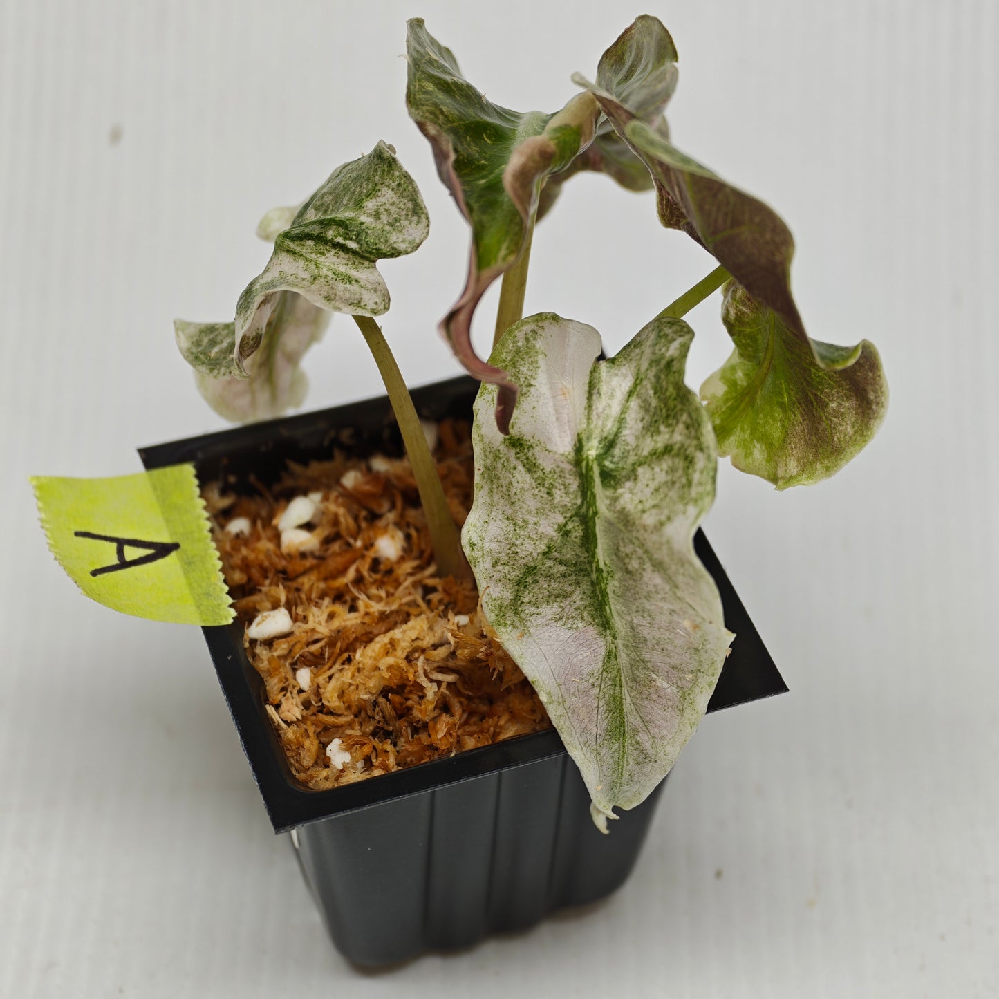 Alocasia Venom Pink Variegated