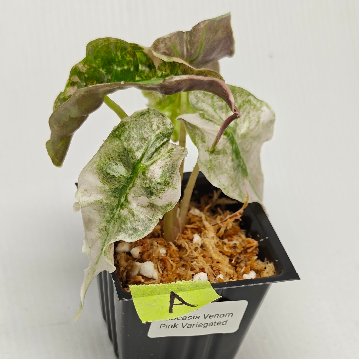 Alocasia Venom Pink Variegated