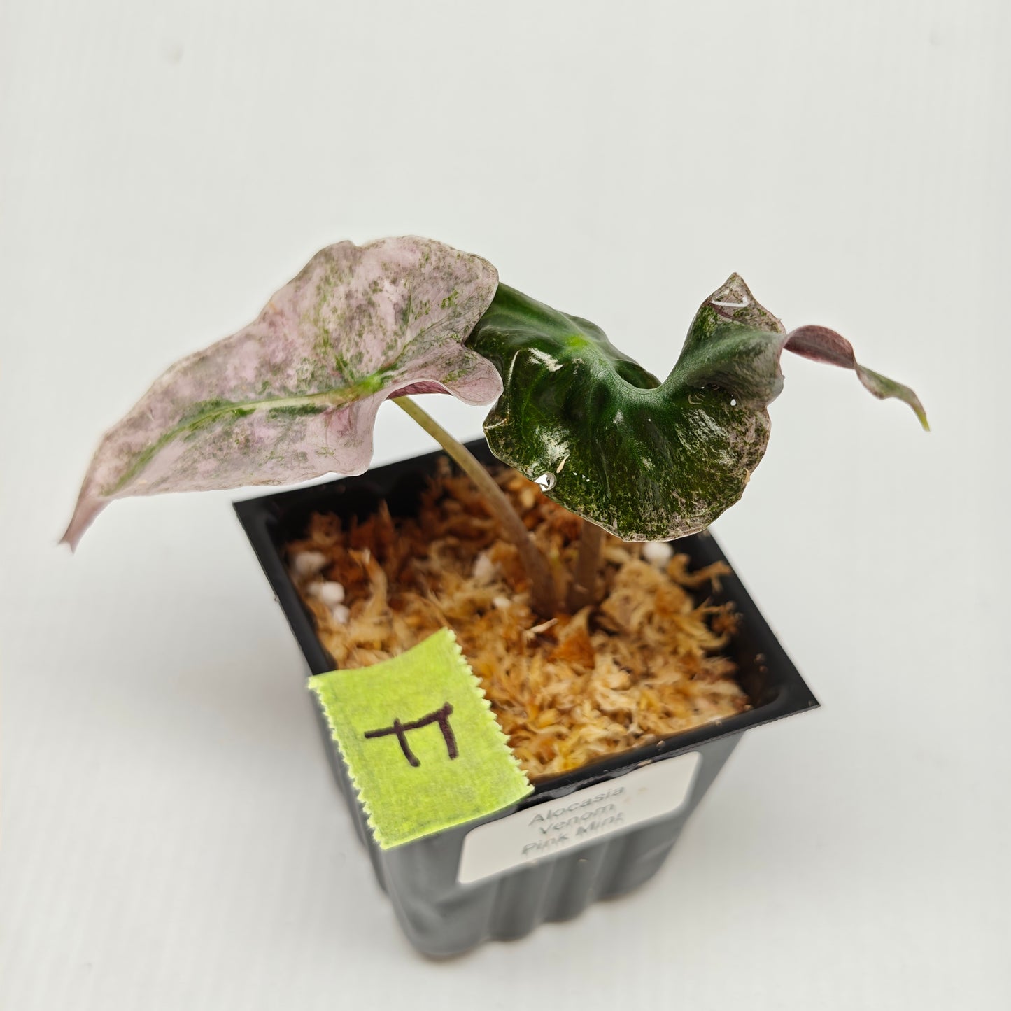 Alocasia Venom Pink Variegated