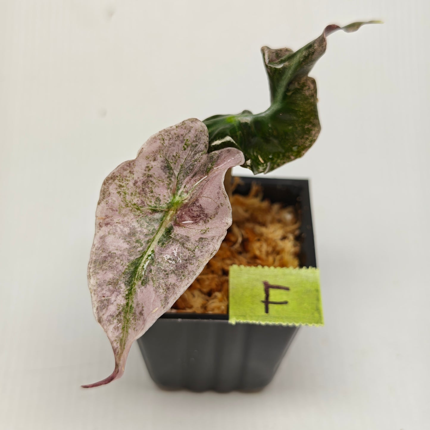 Alocasia Venom Pink Variegated
