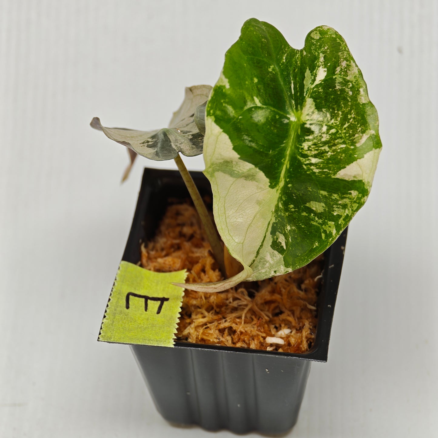 Alocasia Venom Pink Variegated
