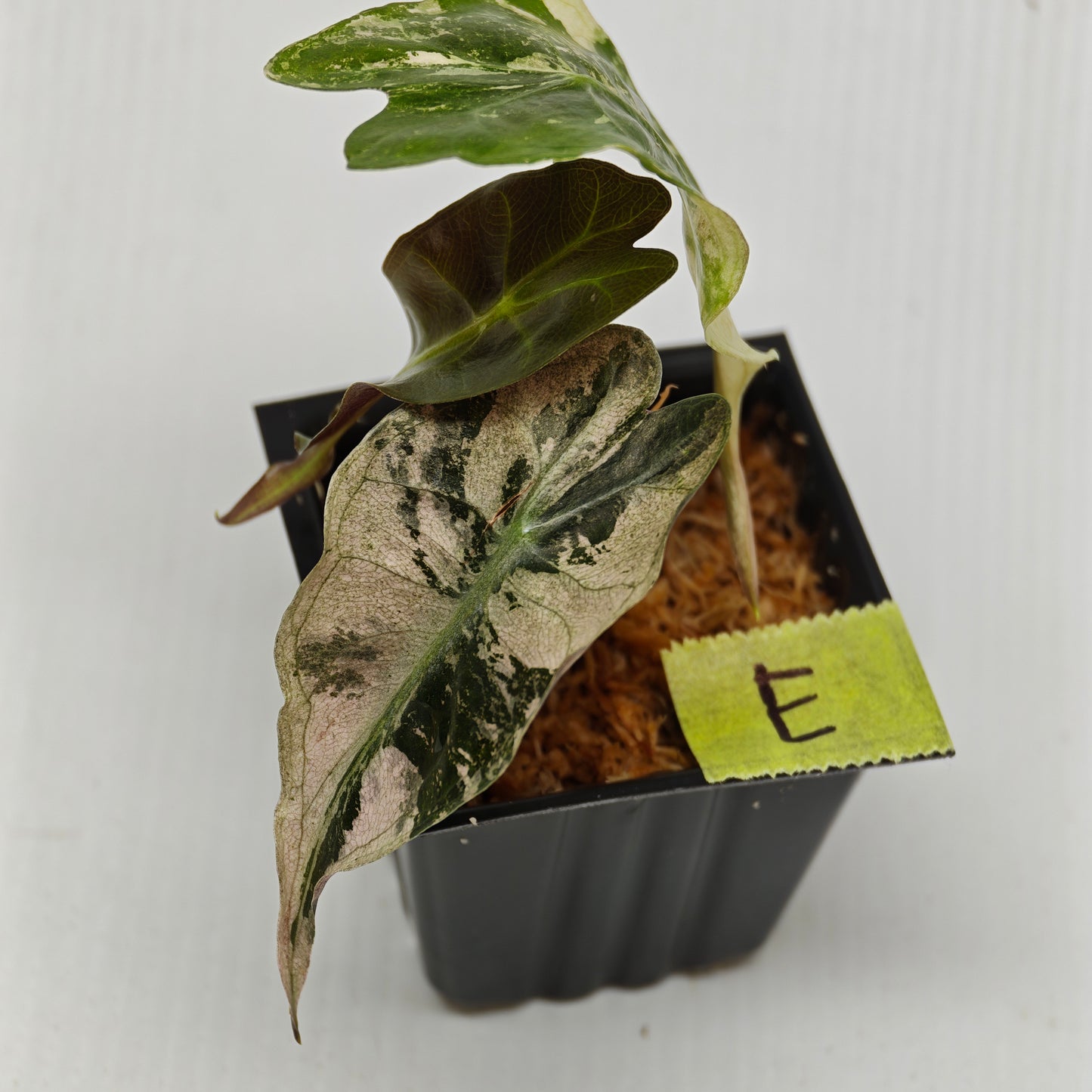 Alocasia Venom Pink Variegated