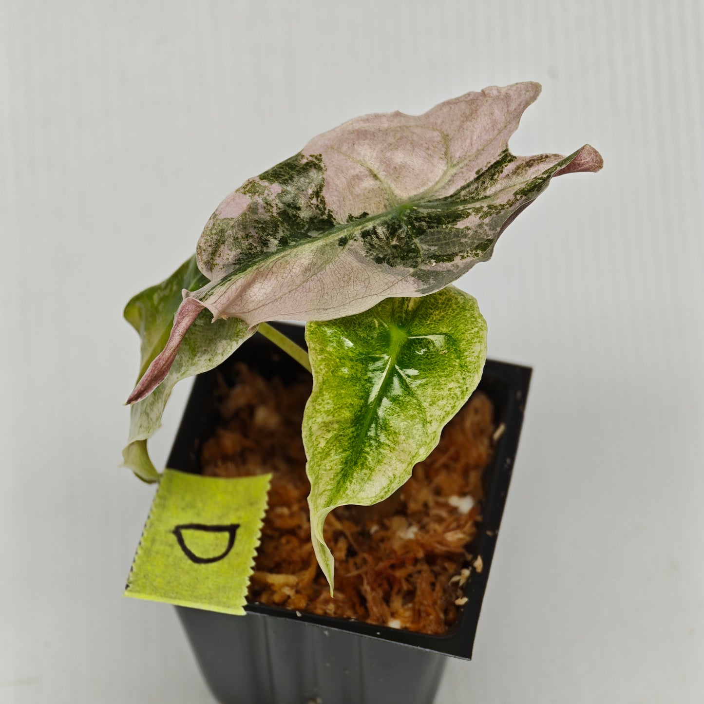 Alocasia Venom Pink Variegated