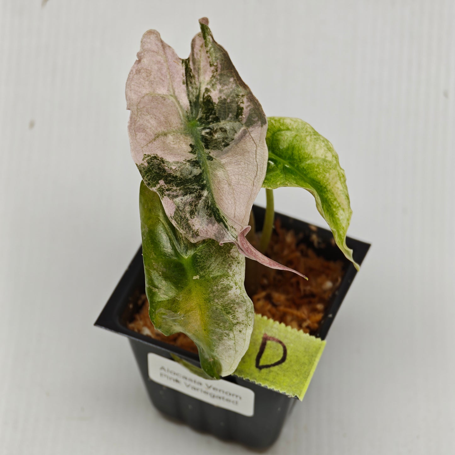 Alocasia Venom Pink Variegated