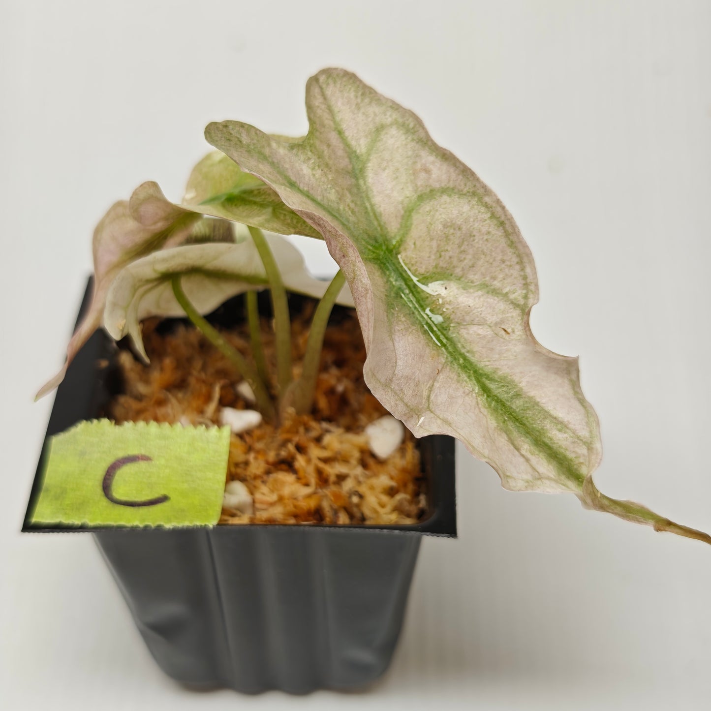 Alocasia Venom Pink Mint